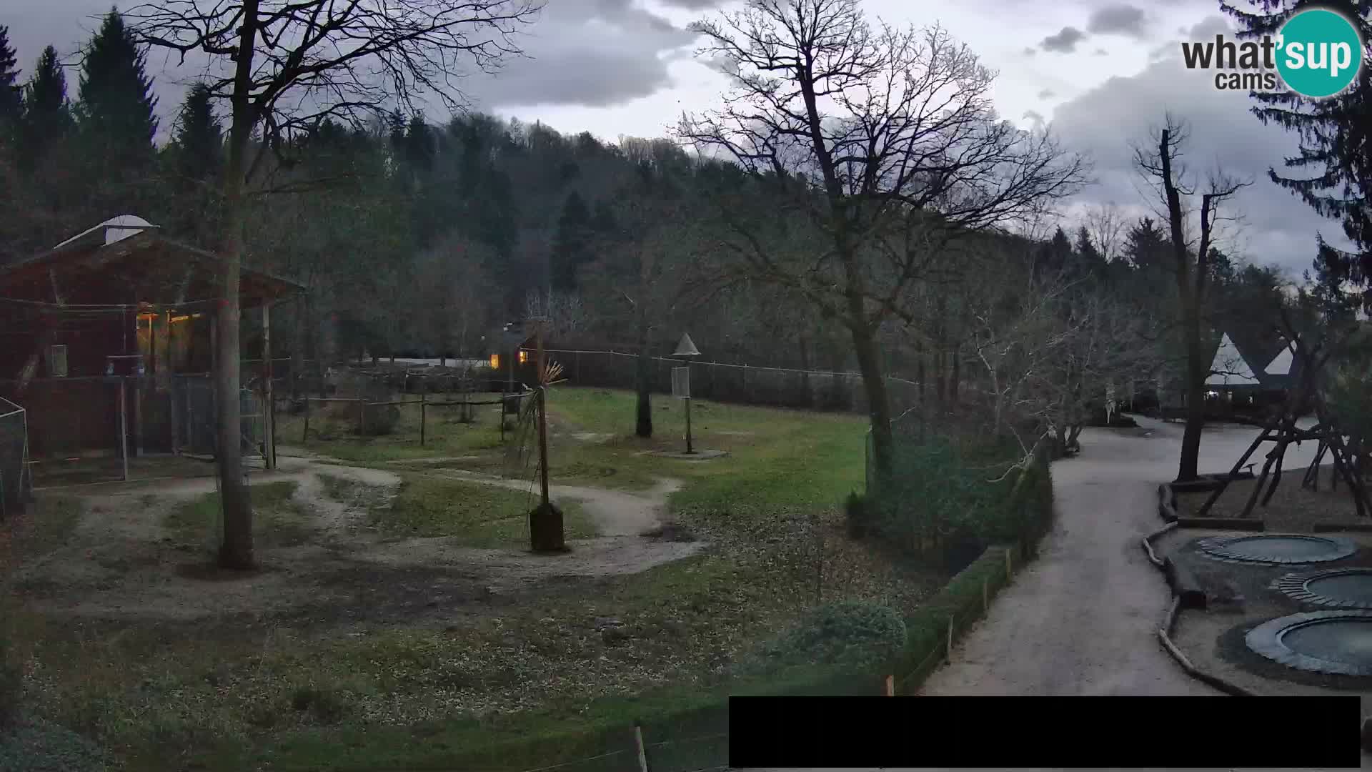 Webcam live Zoo Lubiana – Giraffe