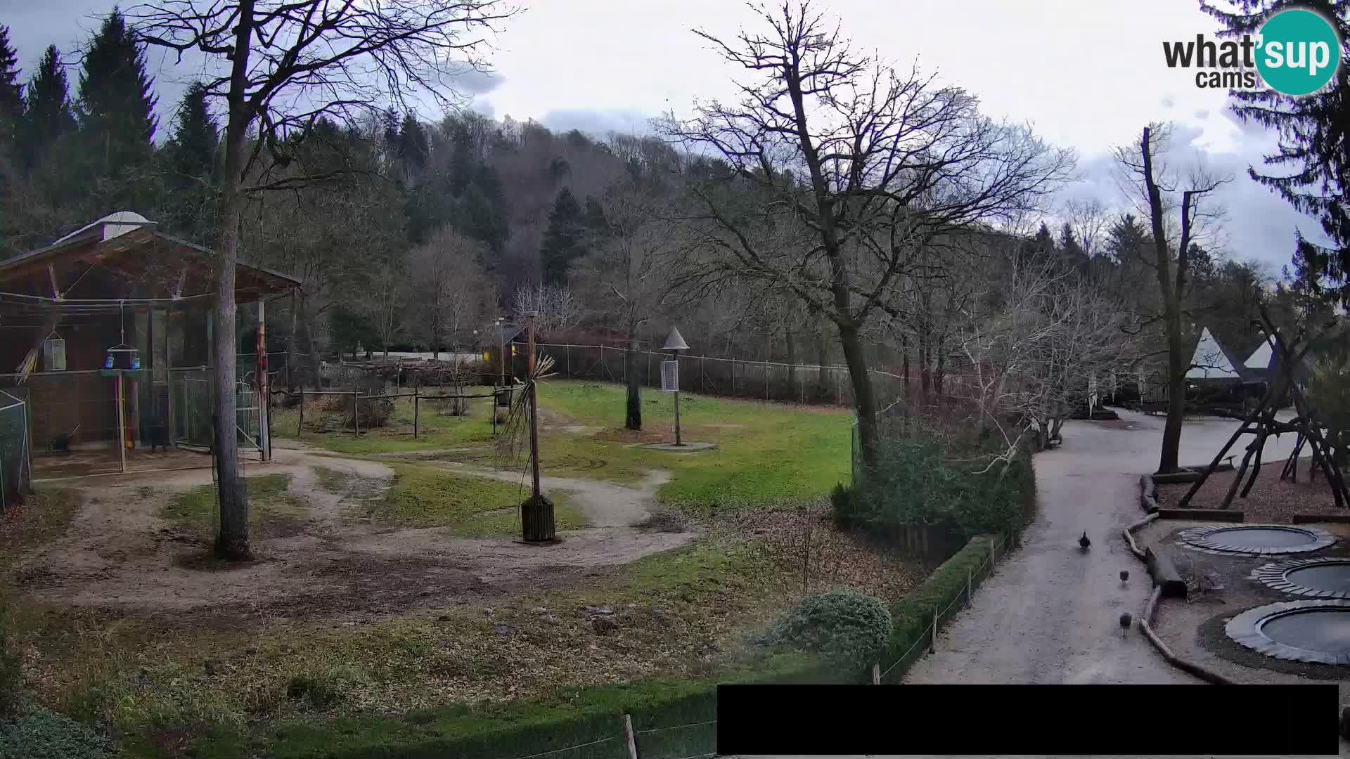 Webcam Zoo Ljubljana – Giraffes