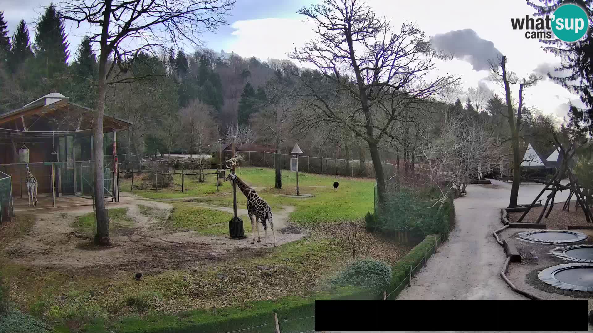 Webcam Zoo Ljubljana – Jirafas