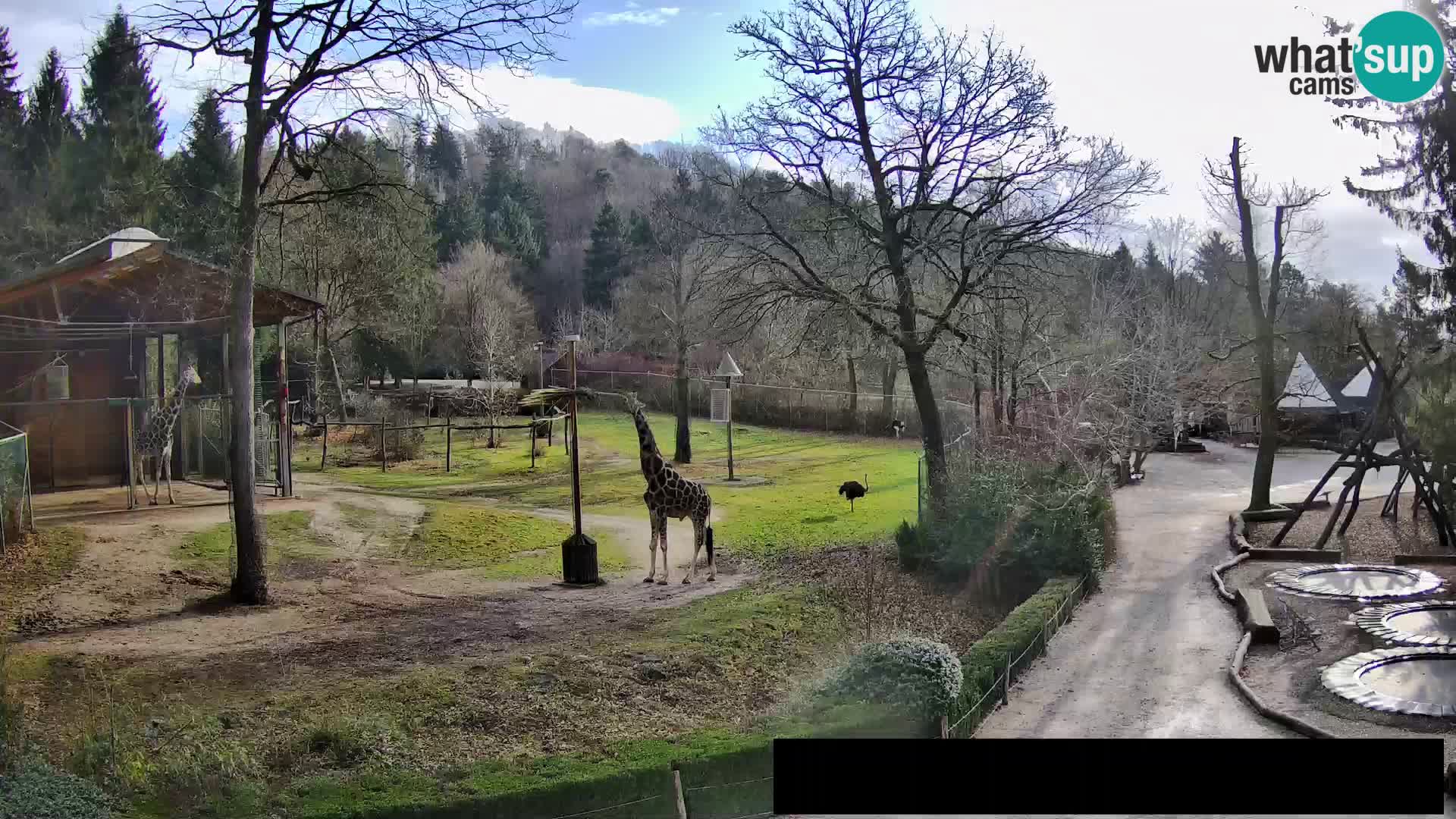 Webcam Zoo Ljubljana – Giraffen