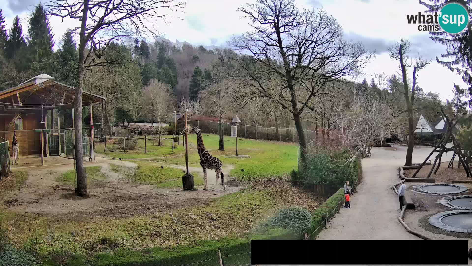 Webcam live Zoo Lubiana – Giraffe