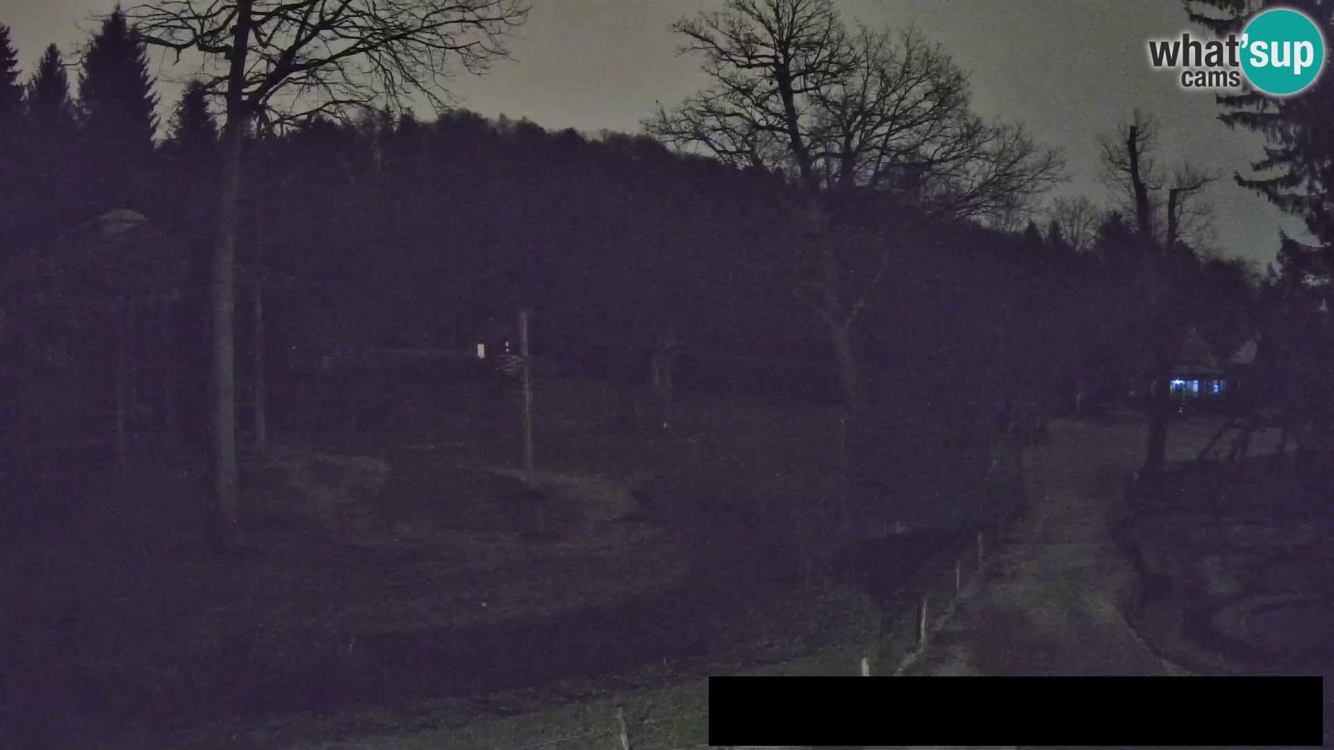 Webcam Zoo Ljubljana – Giraffes