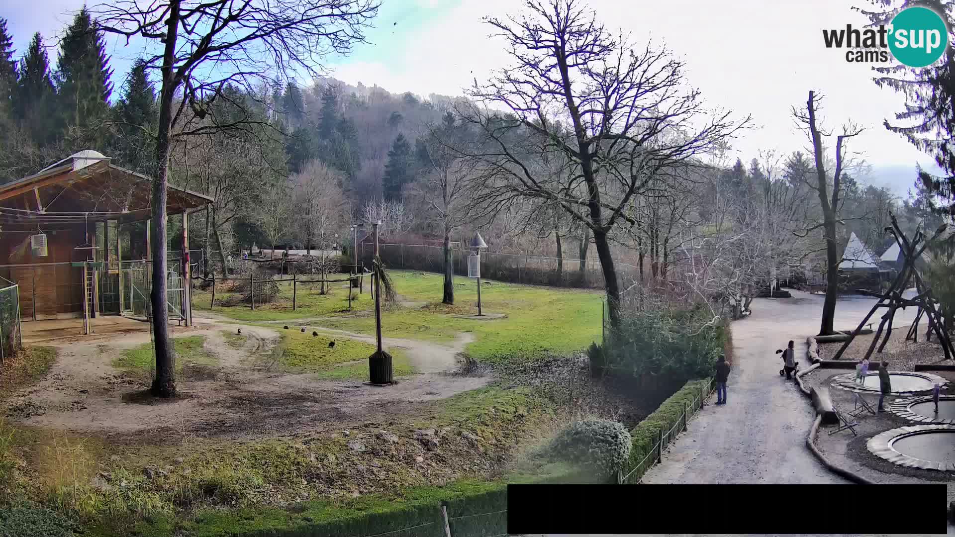 Webcam Zoo Ljubljana – Giraffes