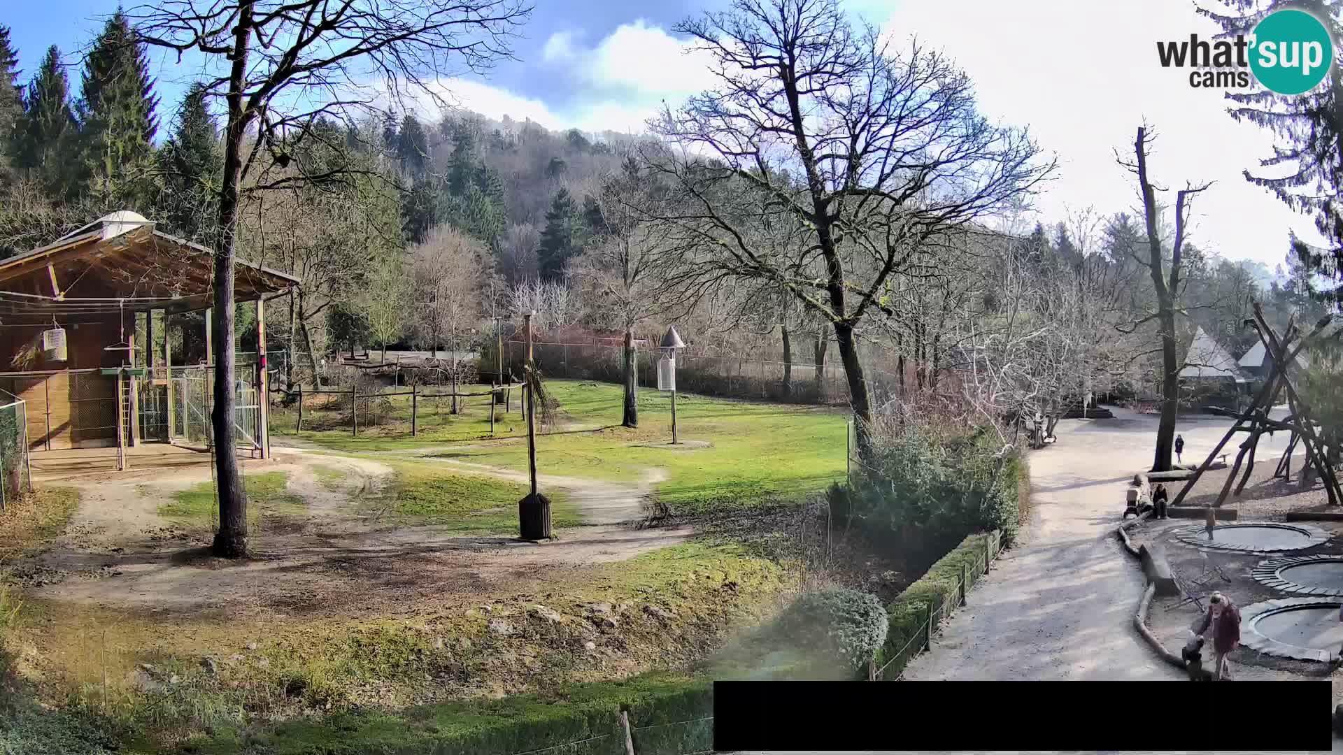 Webcam Zoo Ljubljana – Giraffes