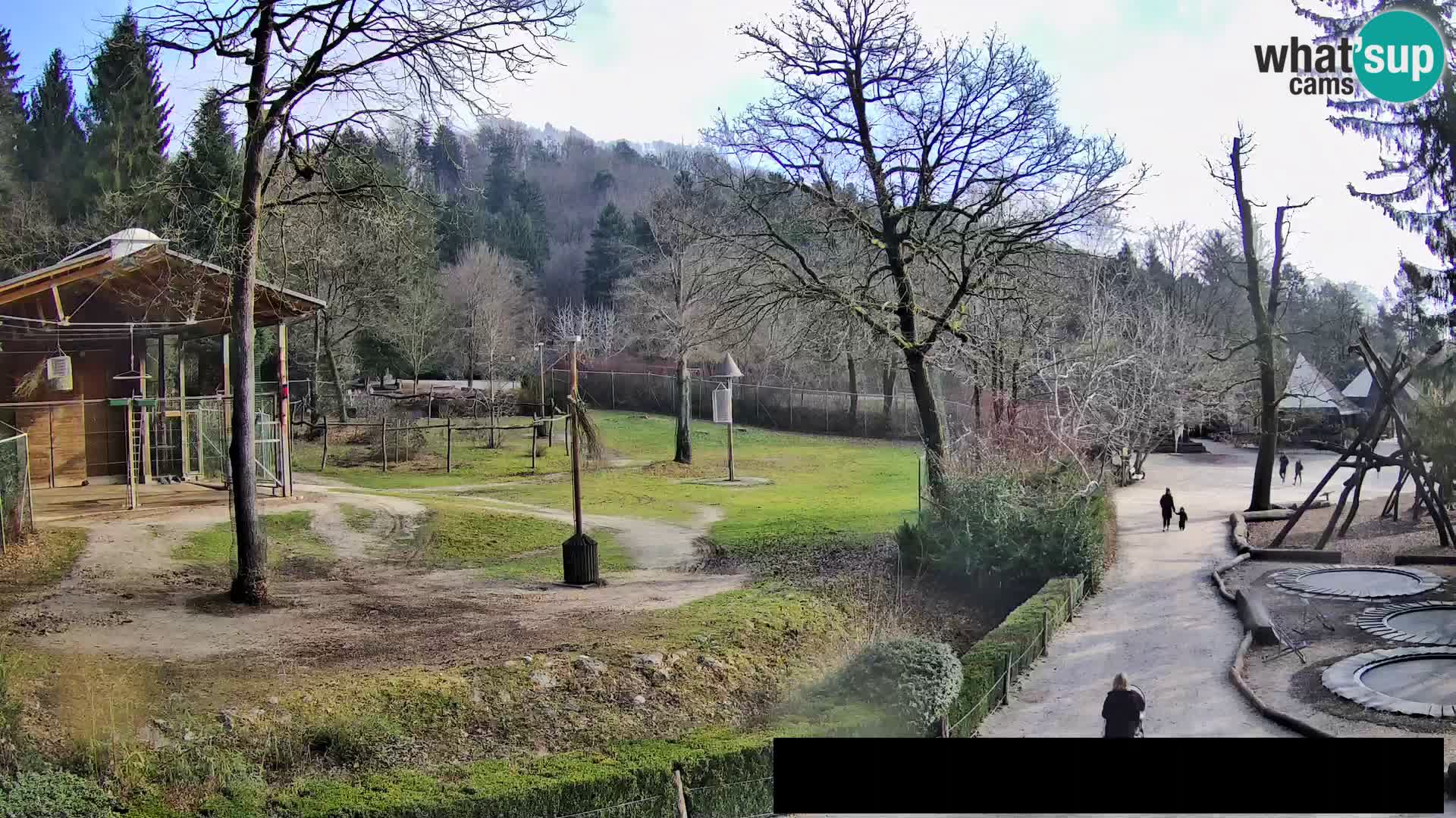 Webcam Zoo Ljubljana – Giraffes