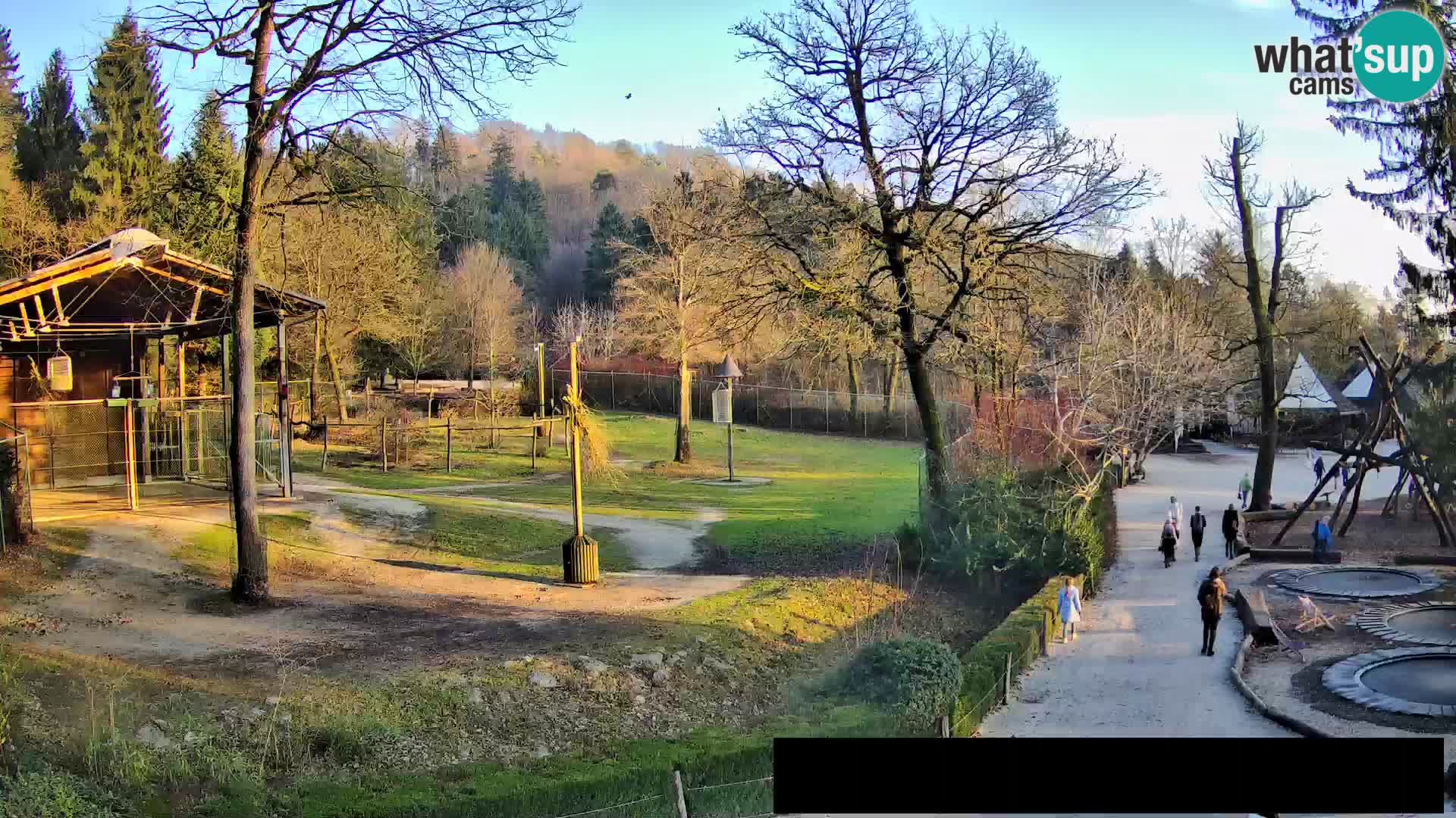 Webcam Zoo Ljubljana – Giraffes