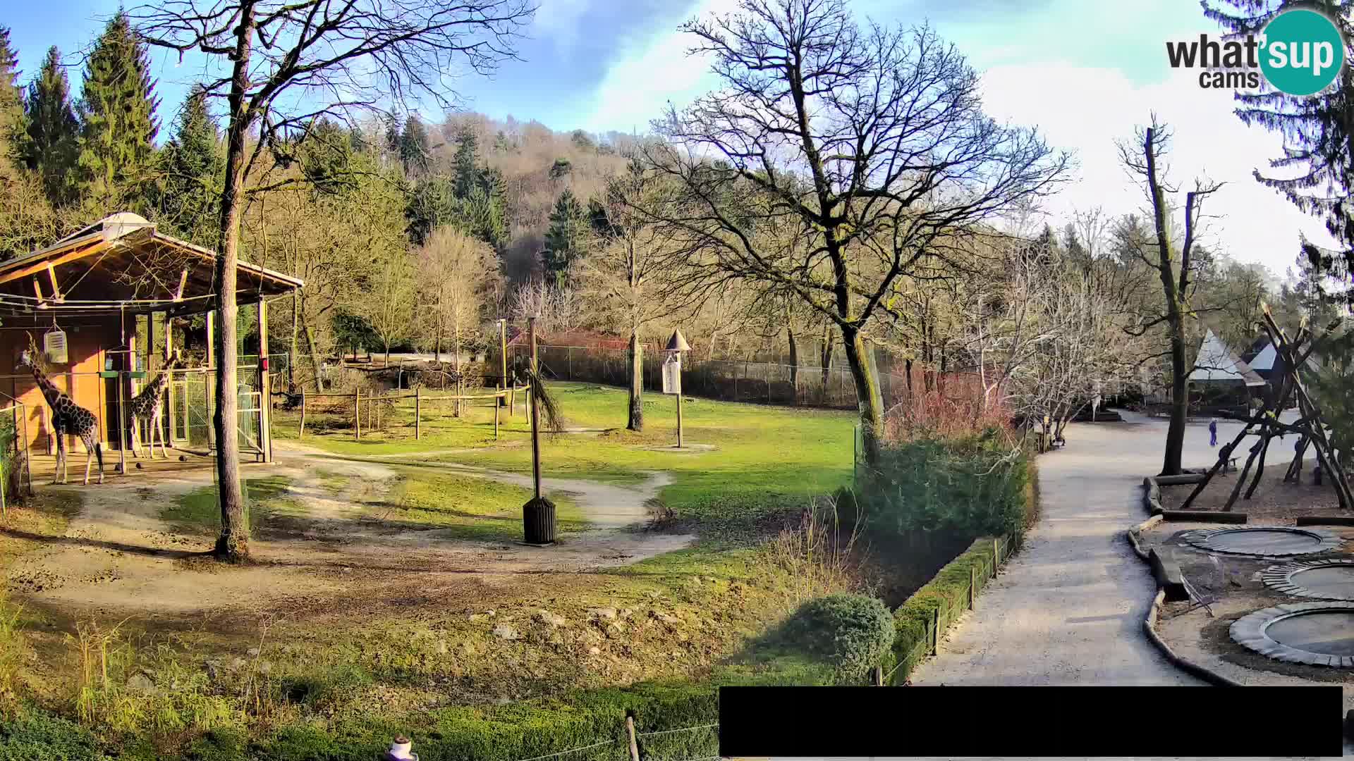 Webcam Zoo Ljubljana – Giraffes