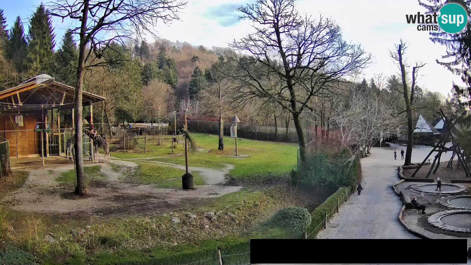 Webcam Zoo Ljubljana – Giraffes