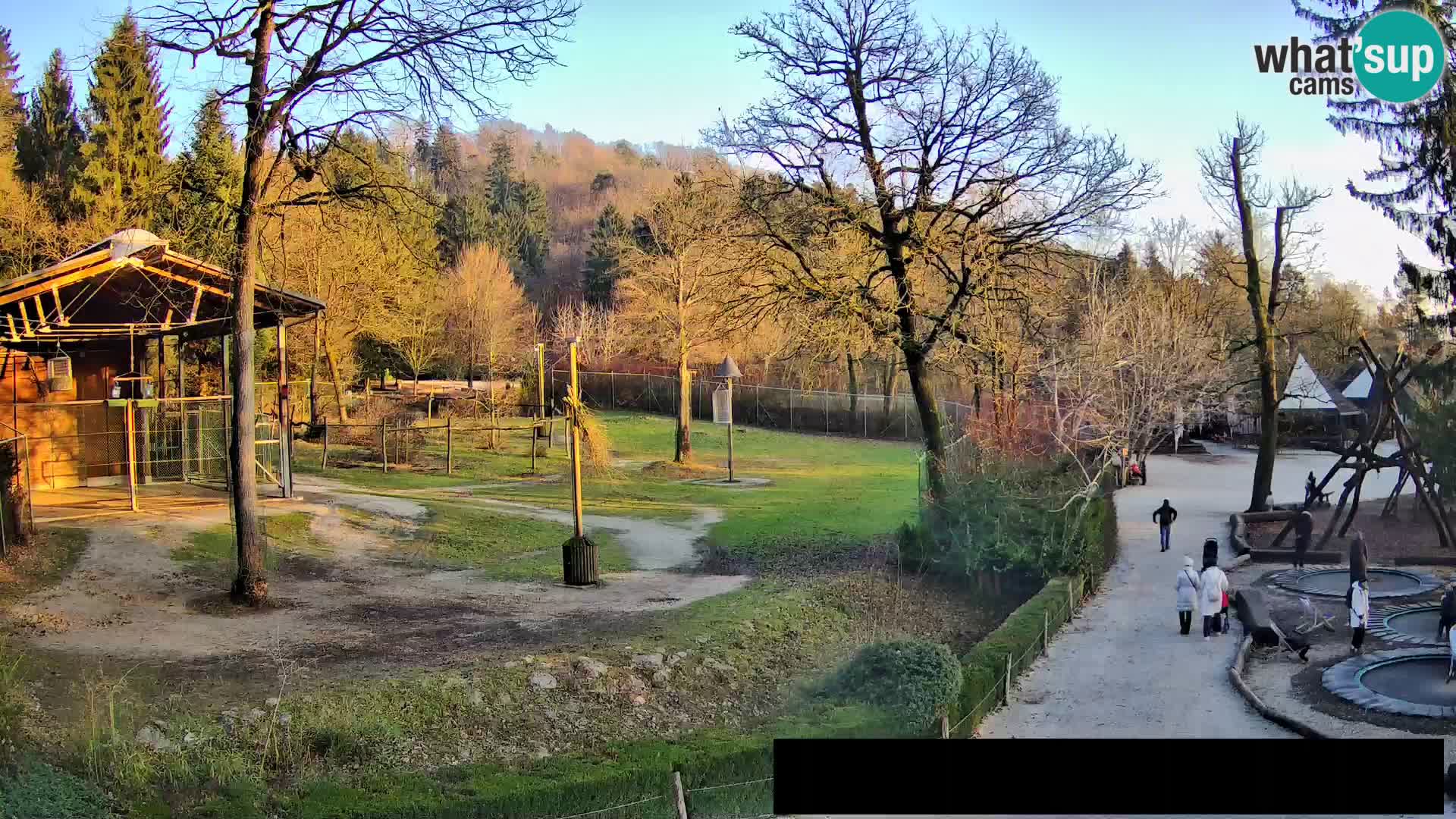 Webcam Zoo Ljubljana – Giraffes