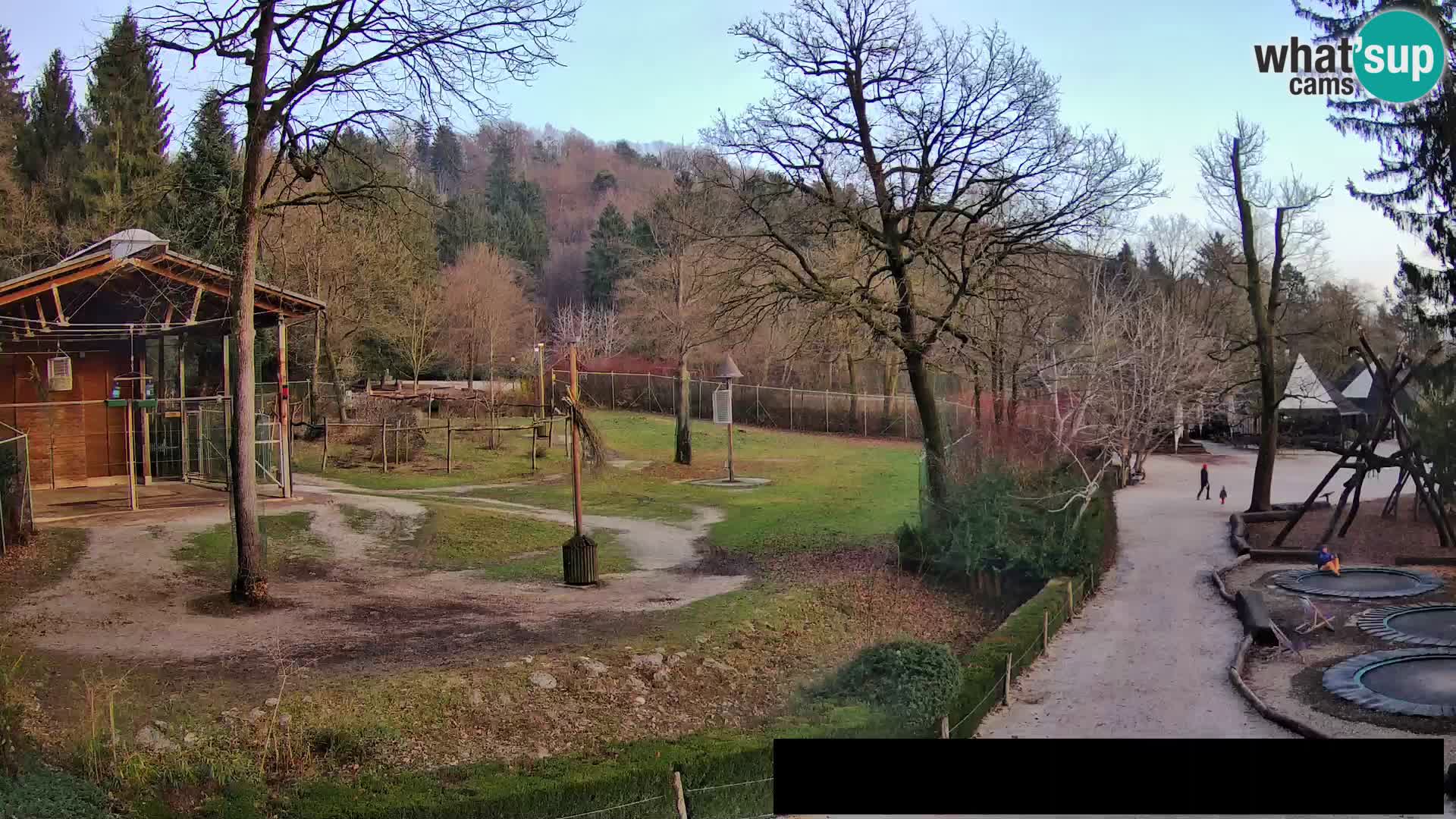 Webcam Zoo Ljubljana – Giraffes