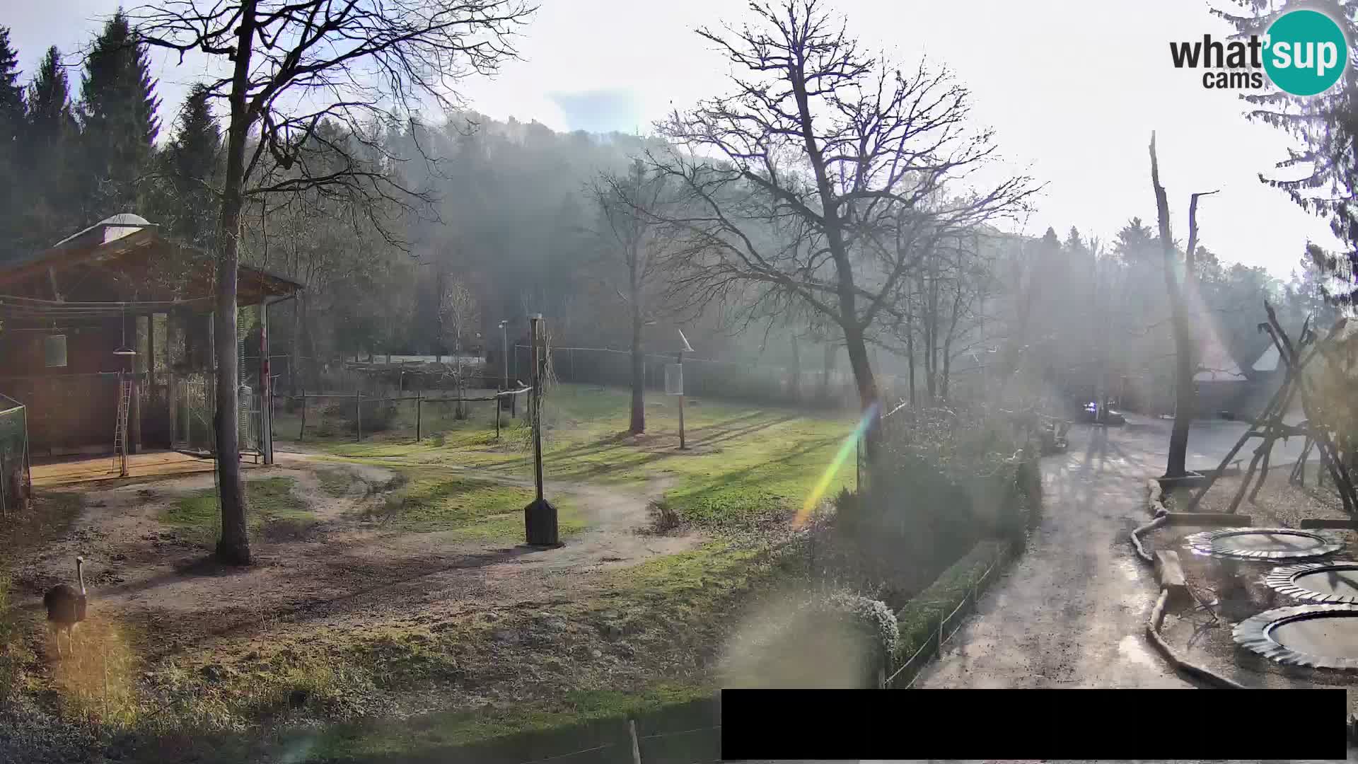 Webcam Zoo Ljubljana – Giraffes