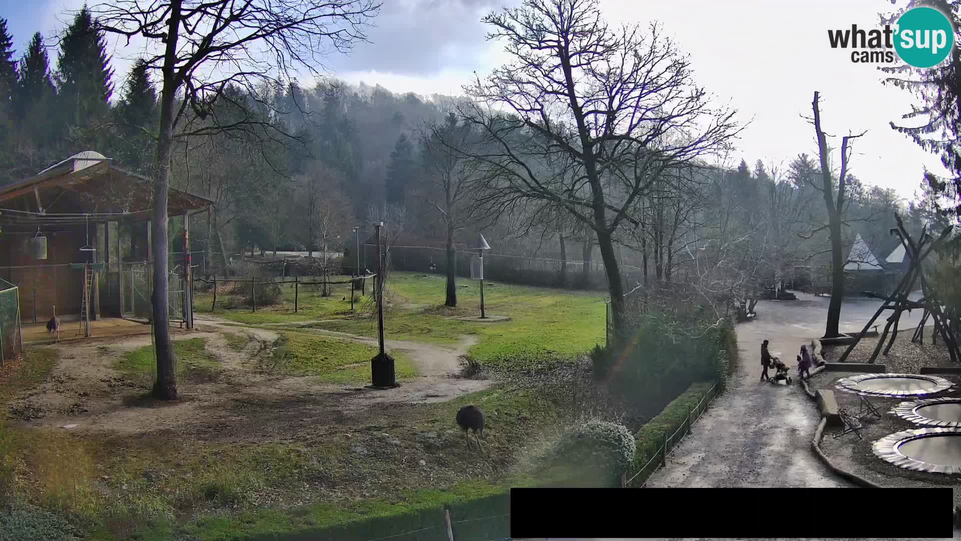 Webcam Zoo Ljubljana – Giraffes