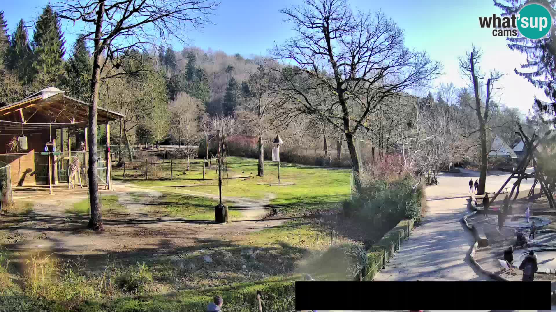 Webcam Zoo Ljubljana – Giraffes