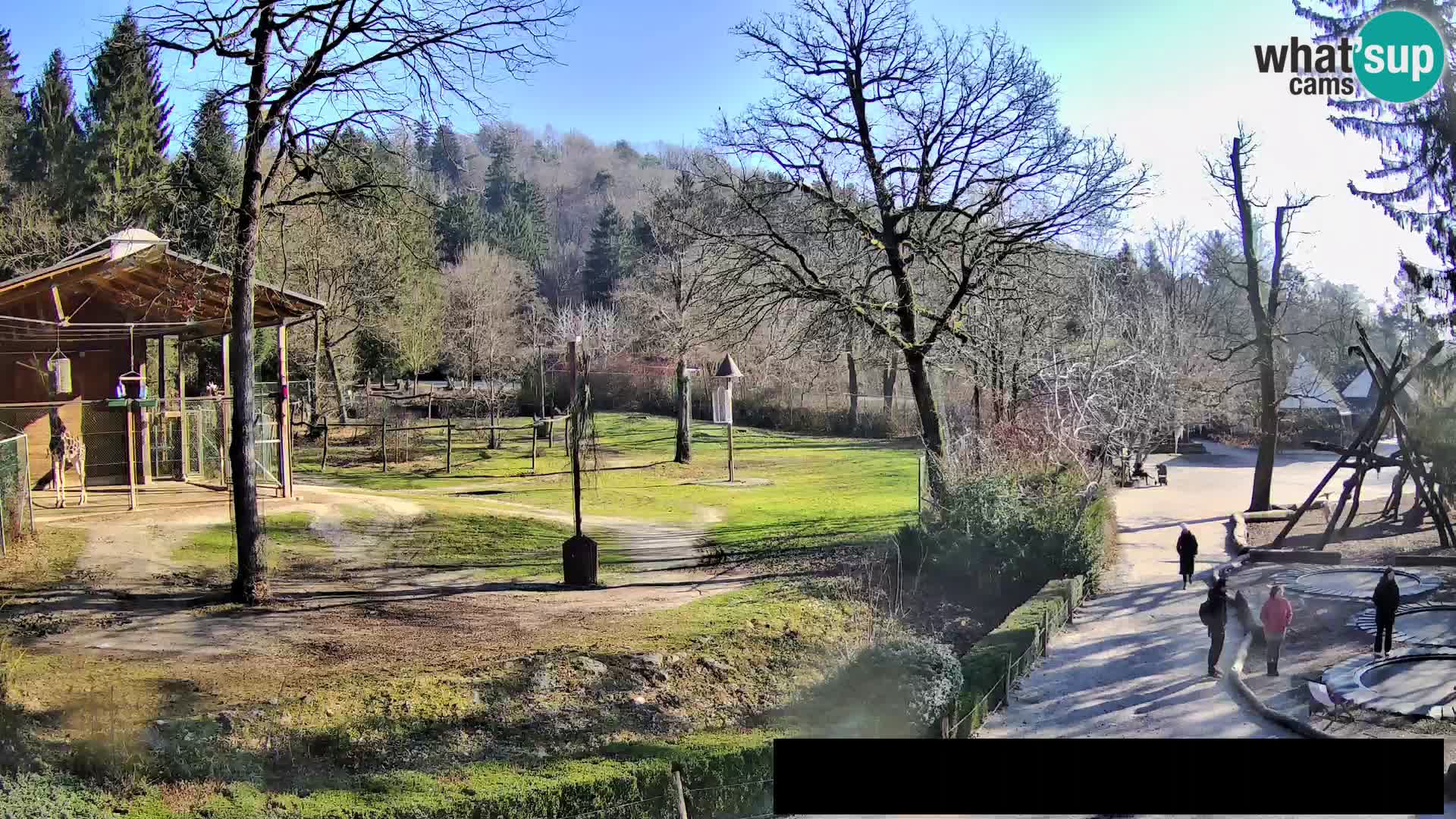 Webcam Zoo Ljubljana – Giraffes