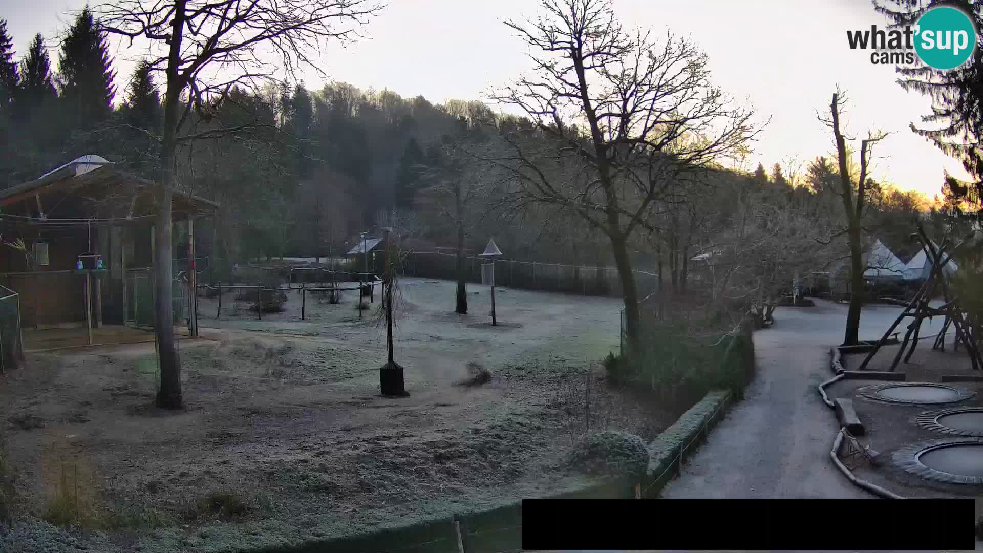 Webcam live Zoo Lubiana – Giraffe