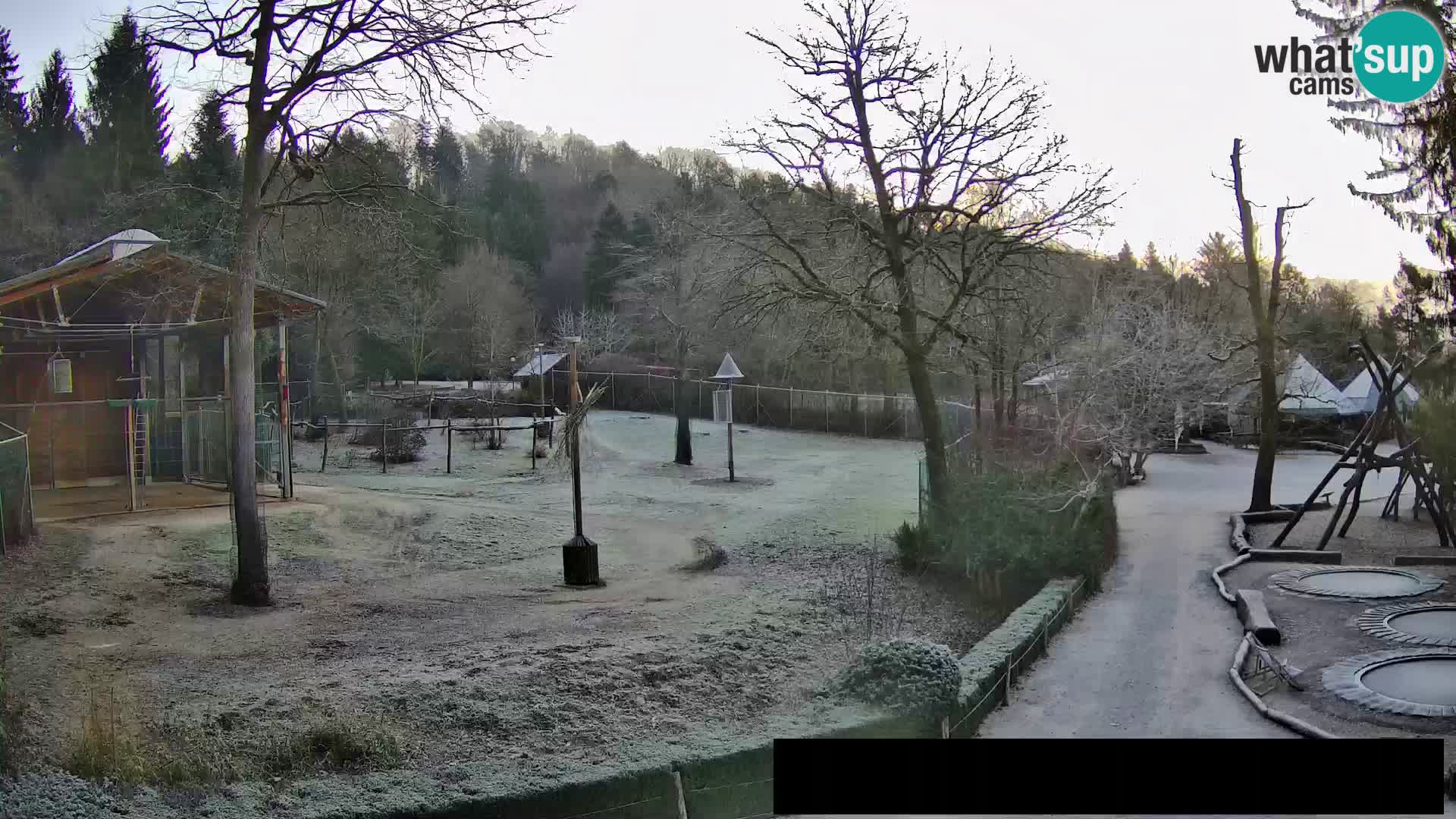 Webcam live Zoo Lubiana – Giraffe