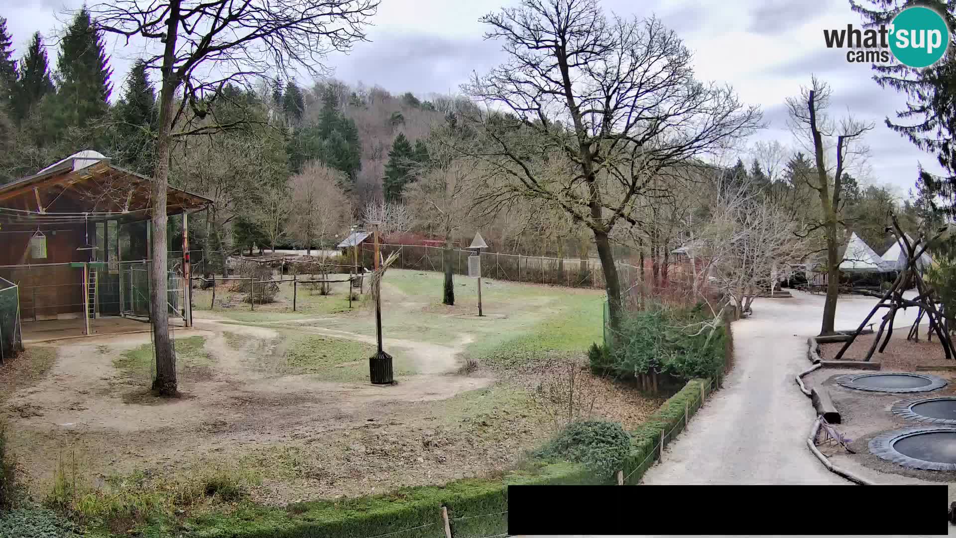 Webcam Zoo Ljubljana – Jirafas