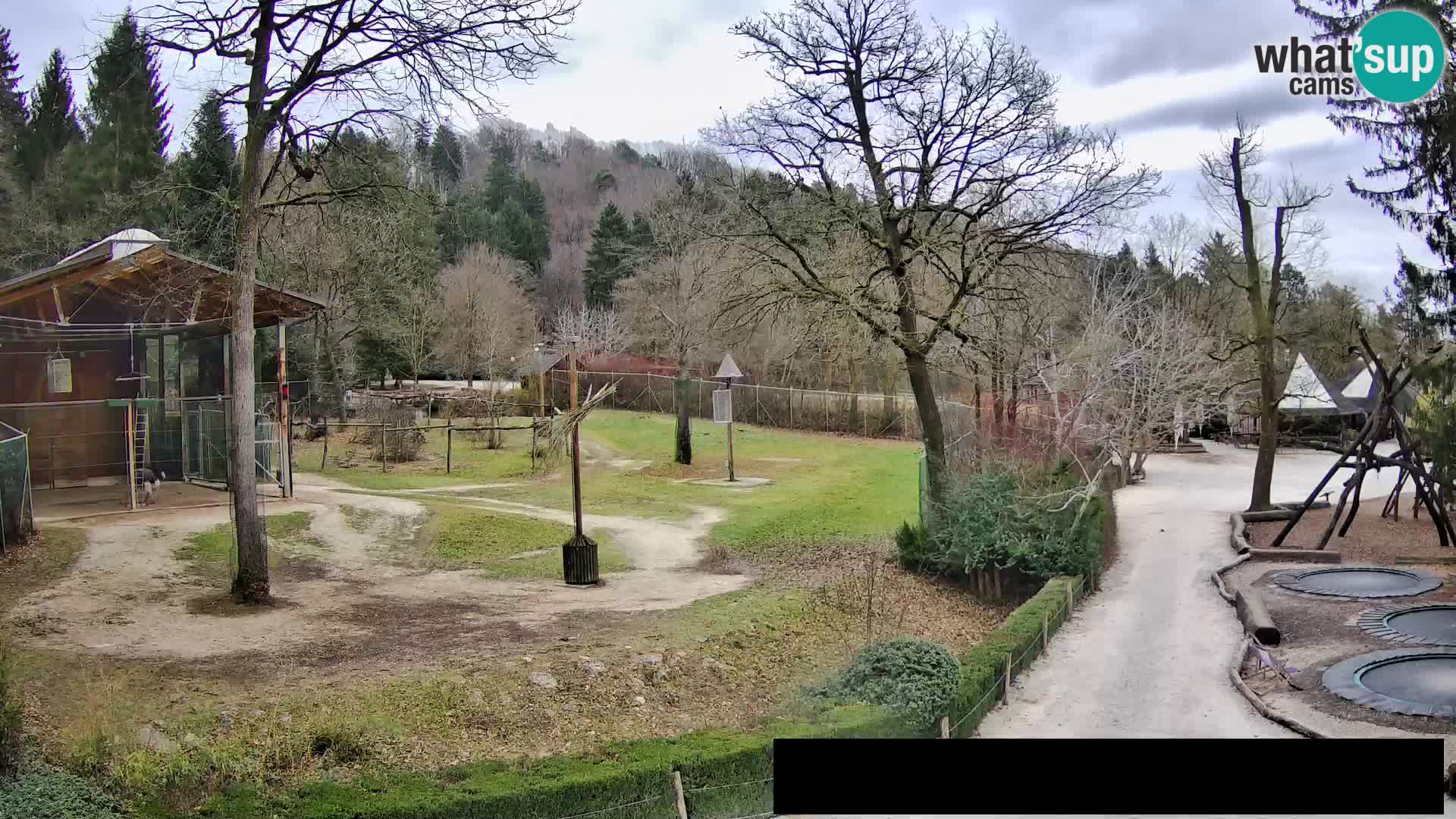 Webcam Zoo Ljubljana – Giraffes