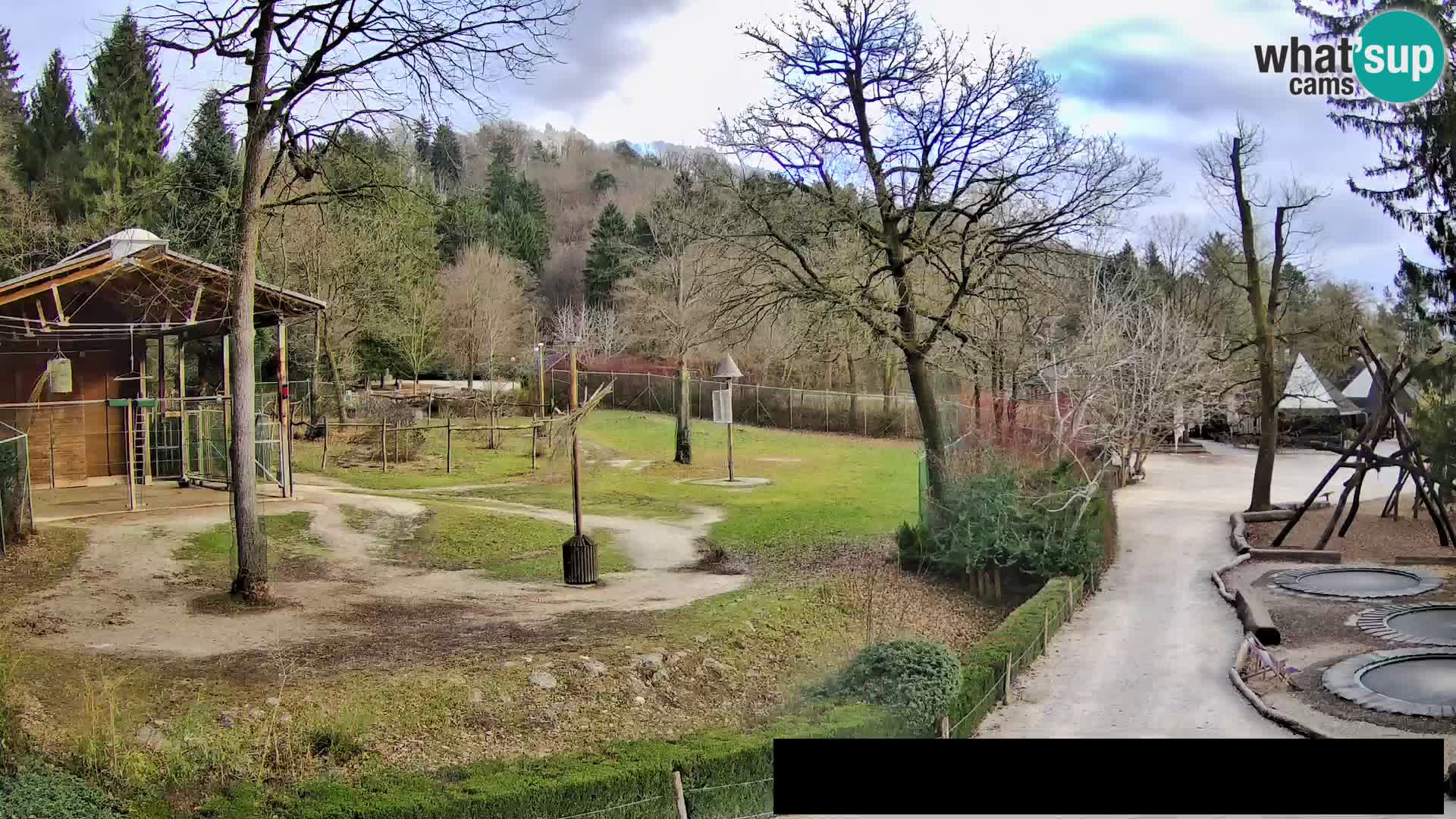 Webcam Zoo Ljubljana – Giraffes