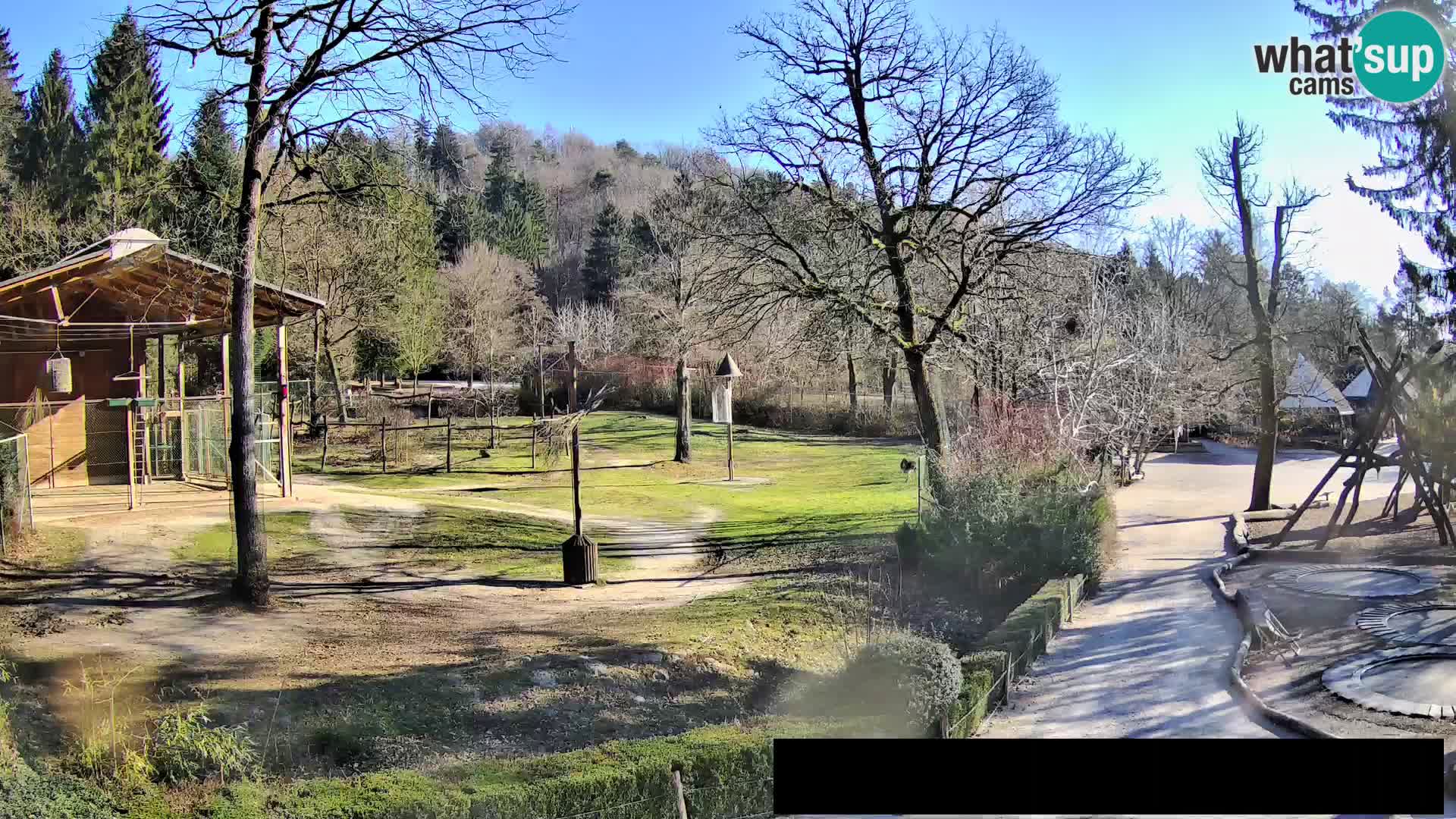 Webcam Zoo Ljubljana – Giraffes