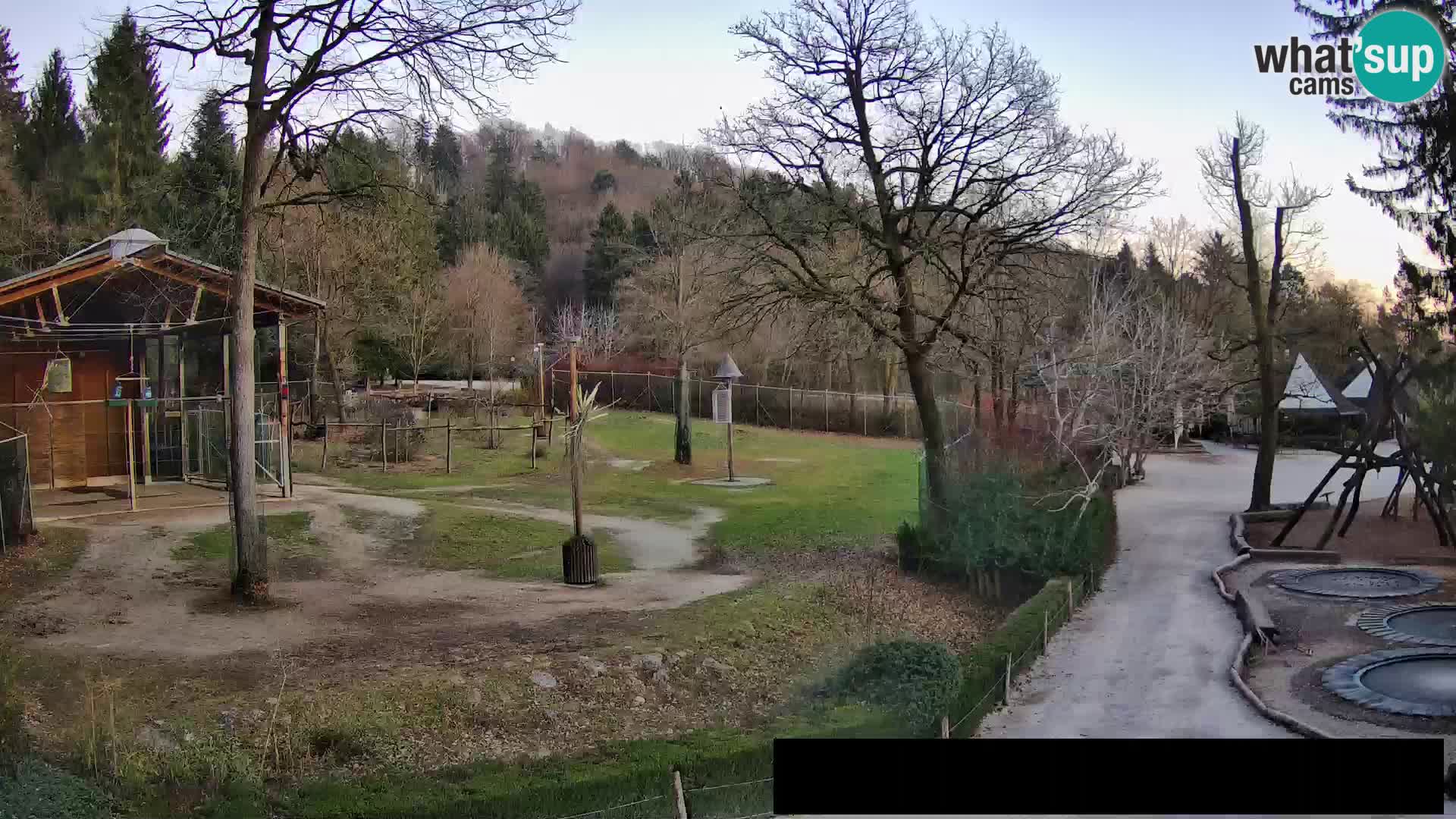 Webcam Zoo Ljubljana – Giraffes