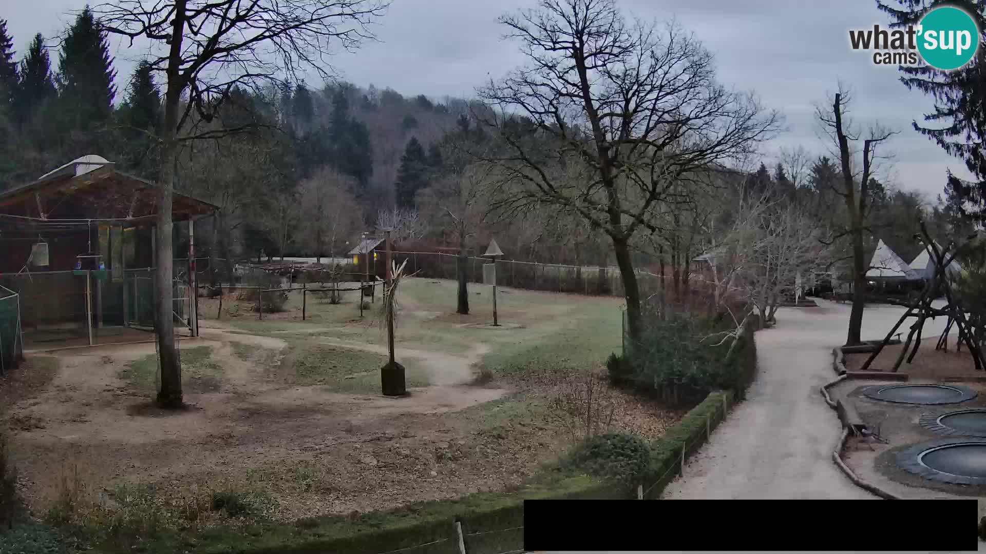 Webcam Zoo Ljubljana – Giraffes