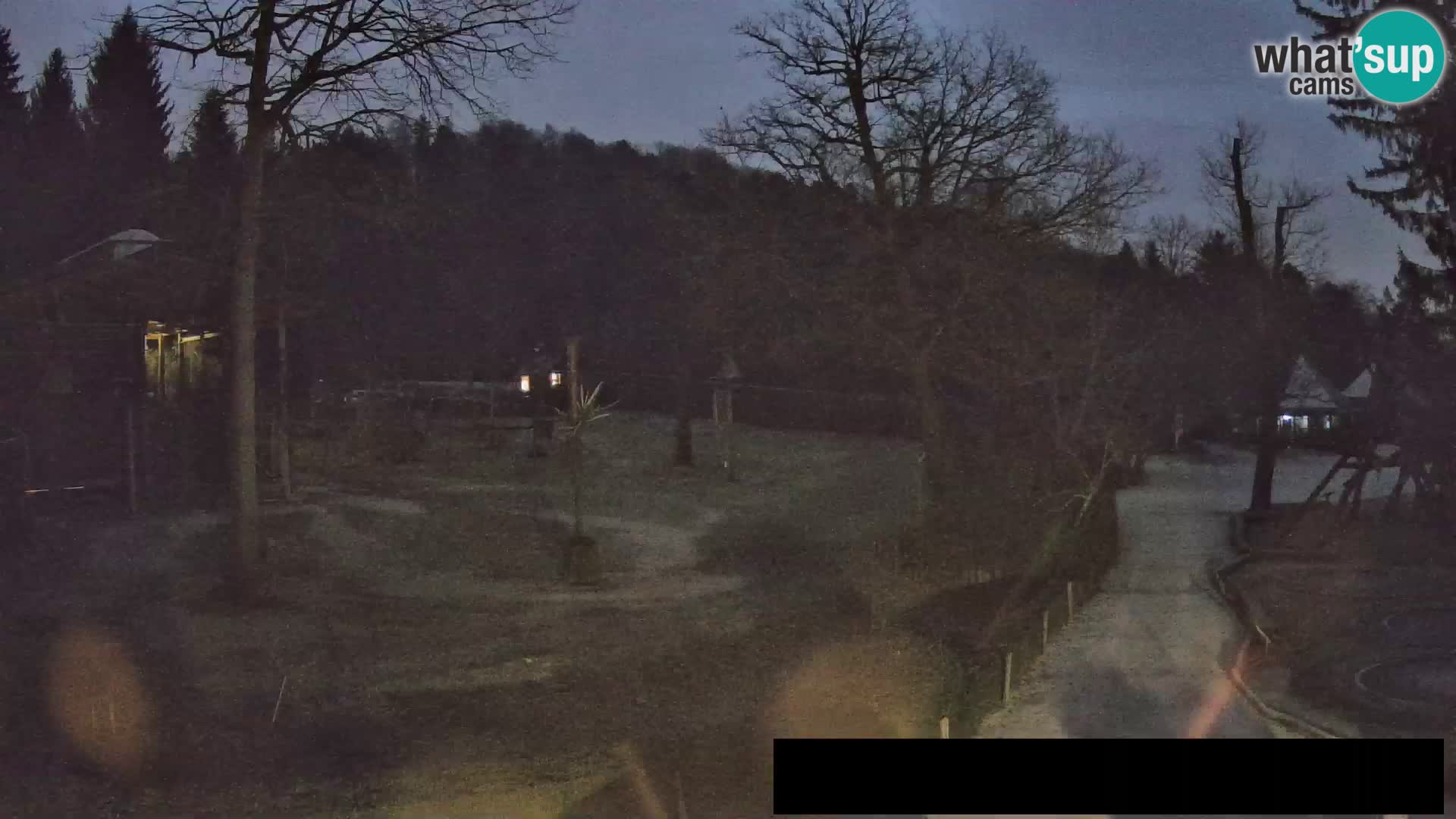 Webcam Zoo Ljubljana – Giraffes