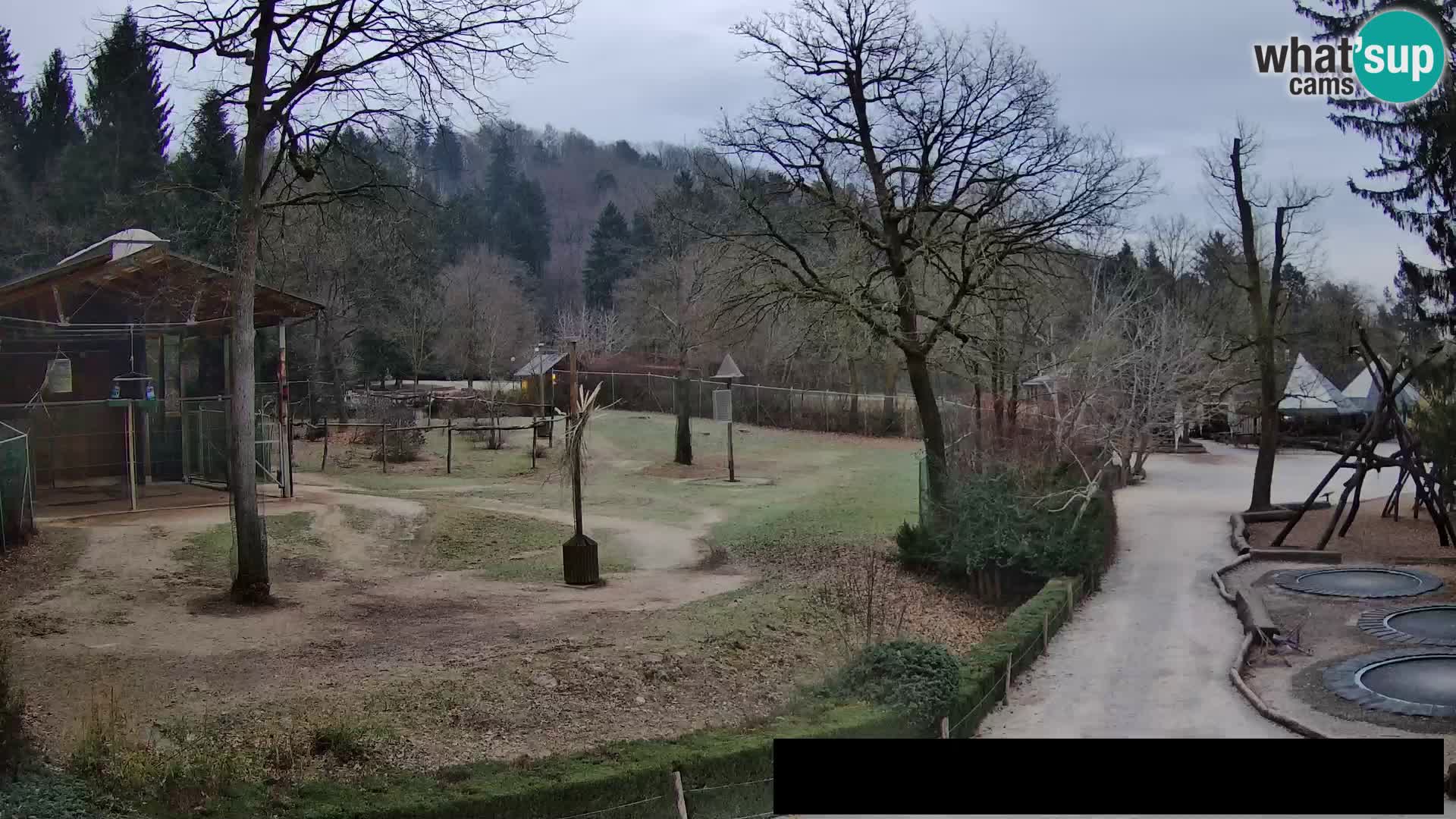 Webcam Zoo Ljubljana – Giraffes