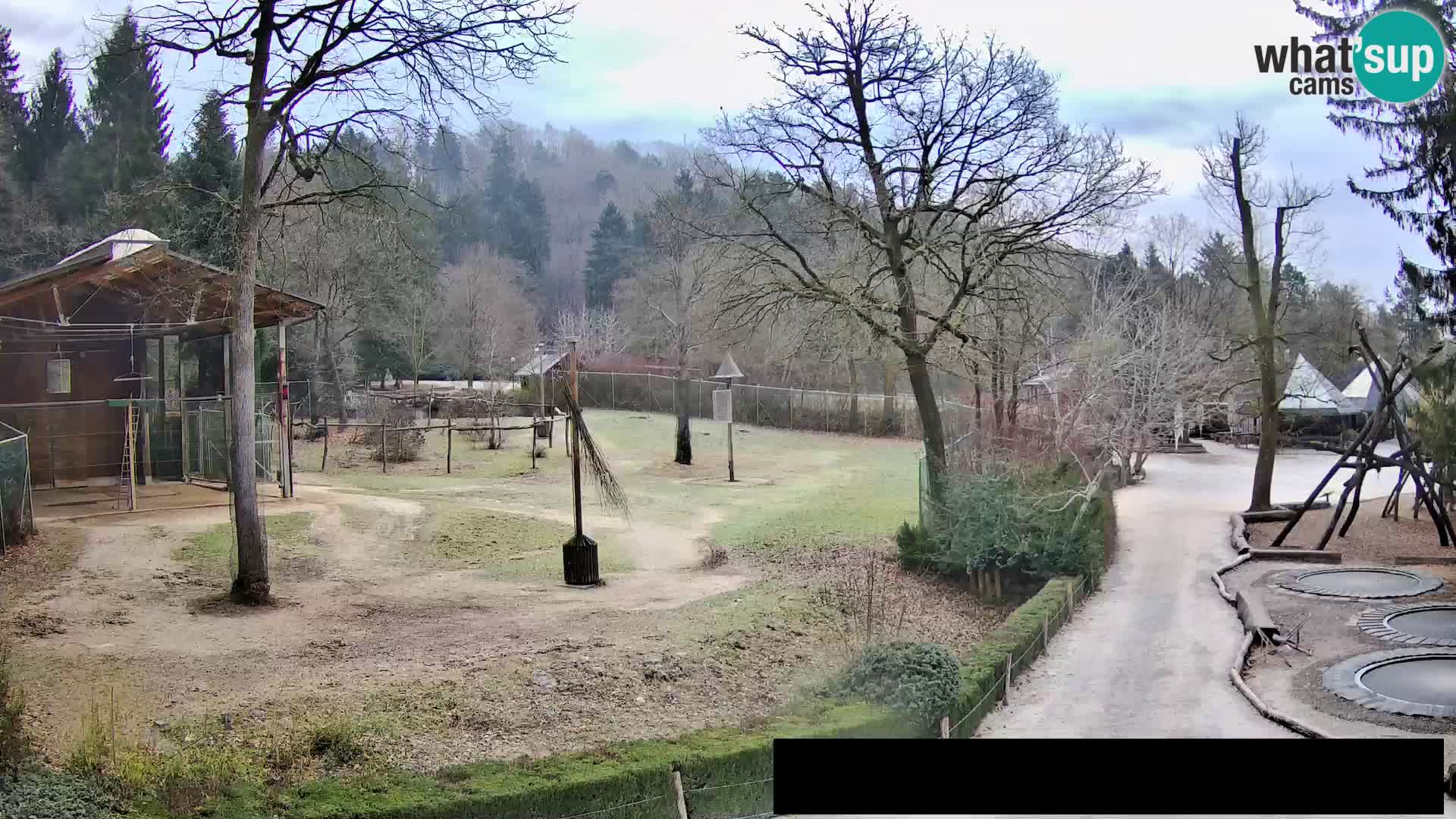 Webcam Zoo Ljubljana – Giraffes