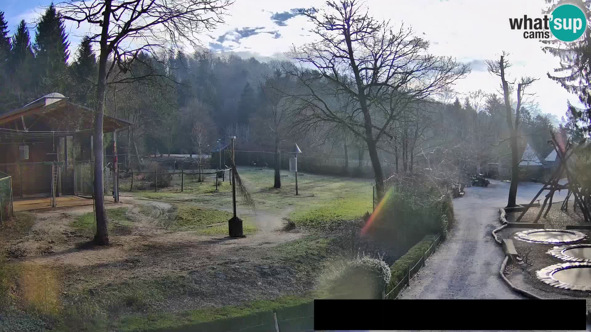 Webcam Zoo Ljubljana – Giraffes