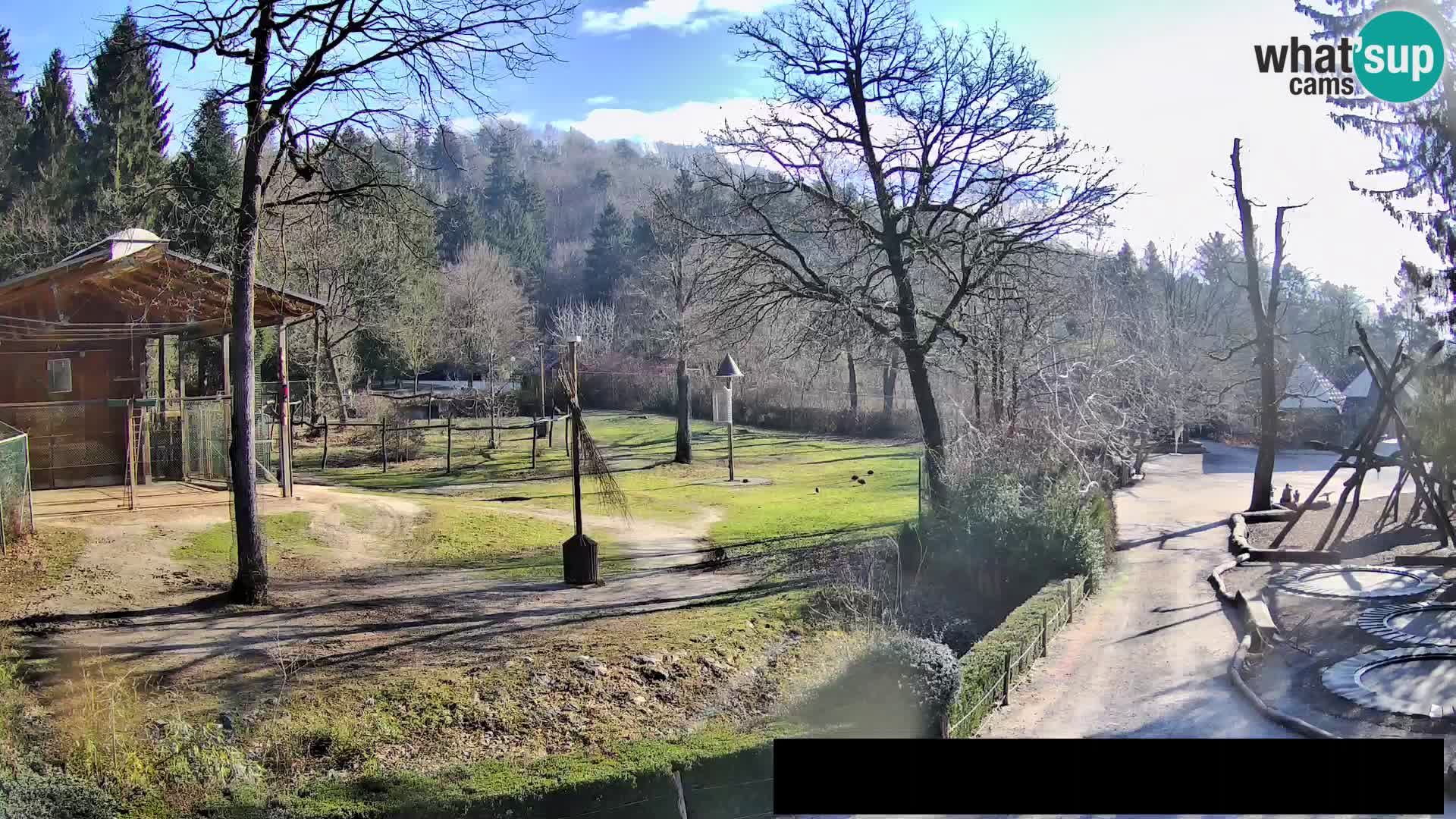 Webcam Zoo Ljubljana – Giraffes