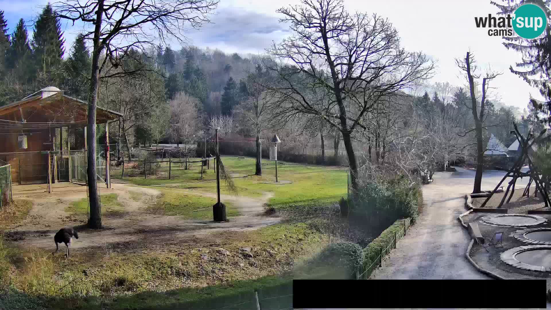 Webcam Zoo Ljubljana – Giraffes