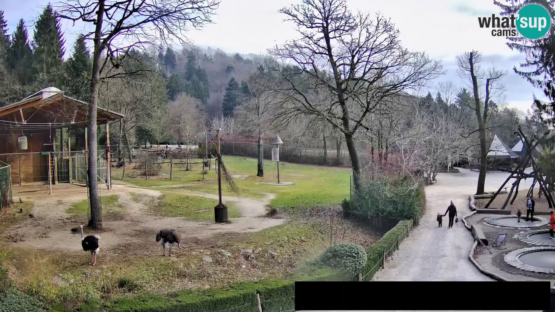 Webcam Zoo Ljubljana – Giraffes