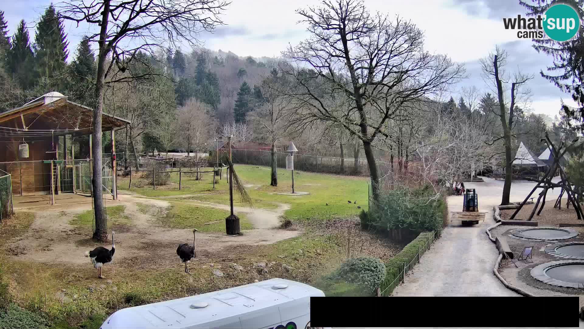 Webcam Zoo Ljubljana – Giraffes