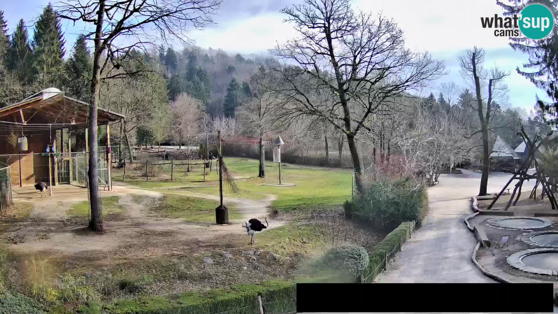 Webcam Zoo Ljubljana – Giraffes