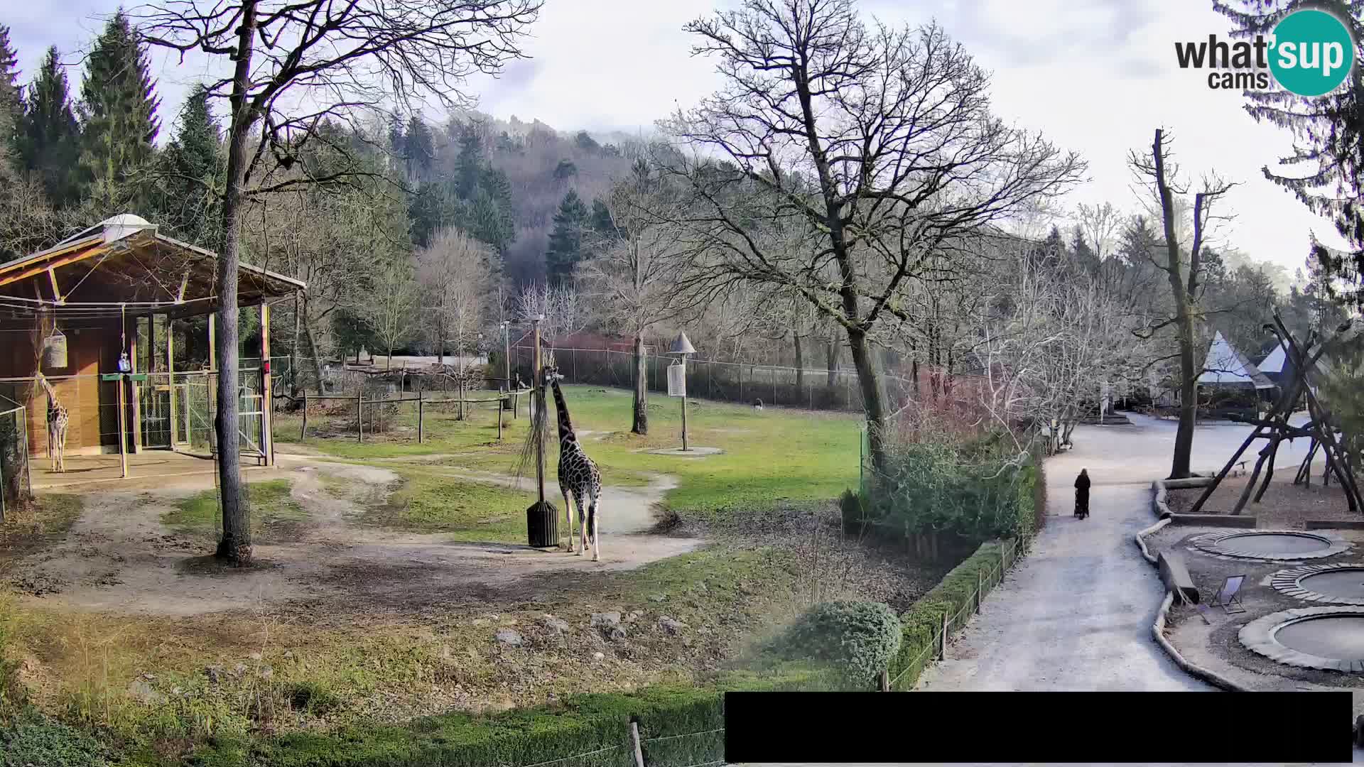 Webcam Zoo Ljubljana – Giraffes