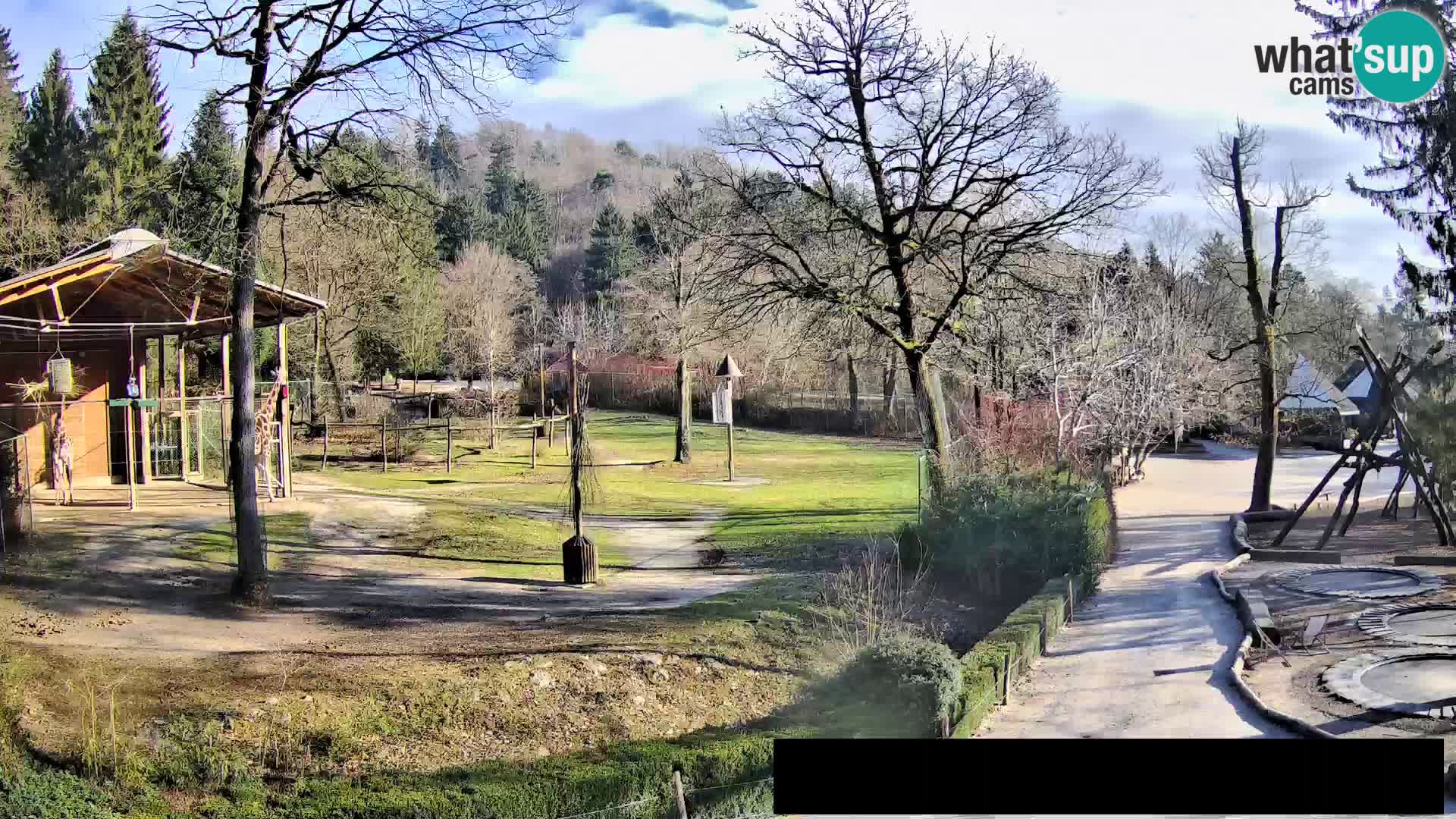 Webcam Zoo Ljubljana – Giraffes