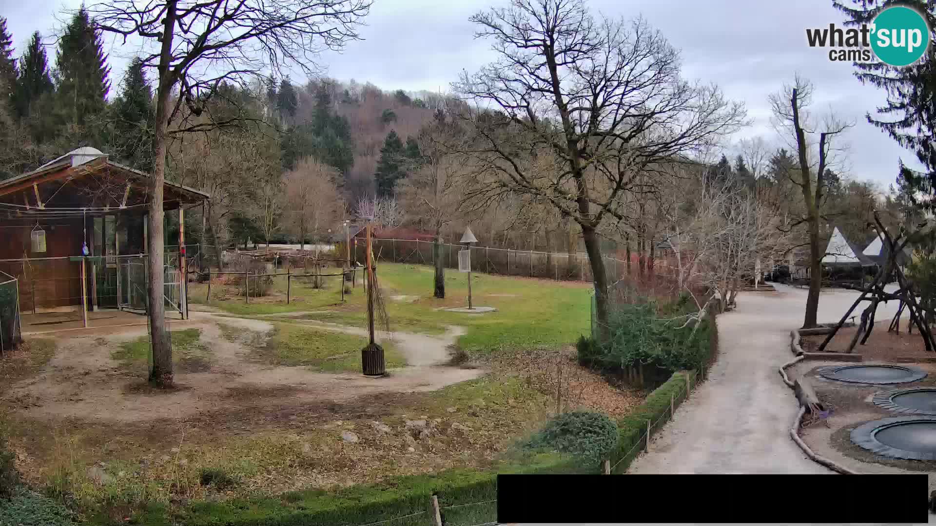 Webcam Zoo Ljubljana – Giraffes