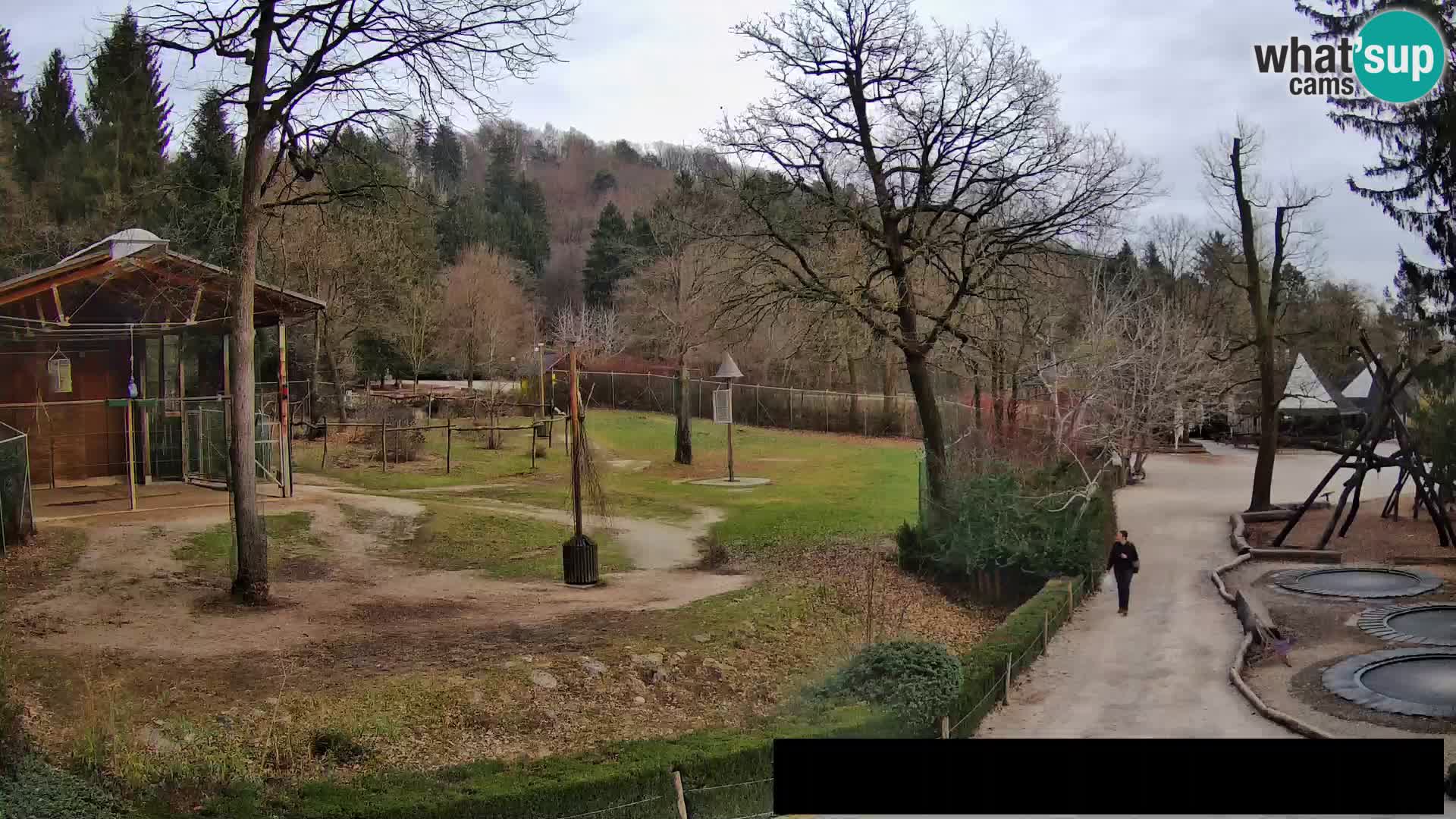 Webcam Zoo Ljubljana – Giraffes