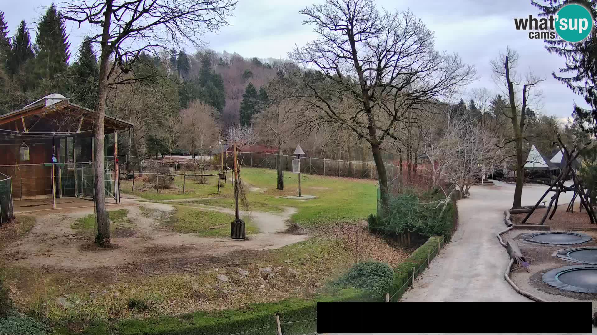 Webcam Zoo Ljubljana – Giraffes