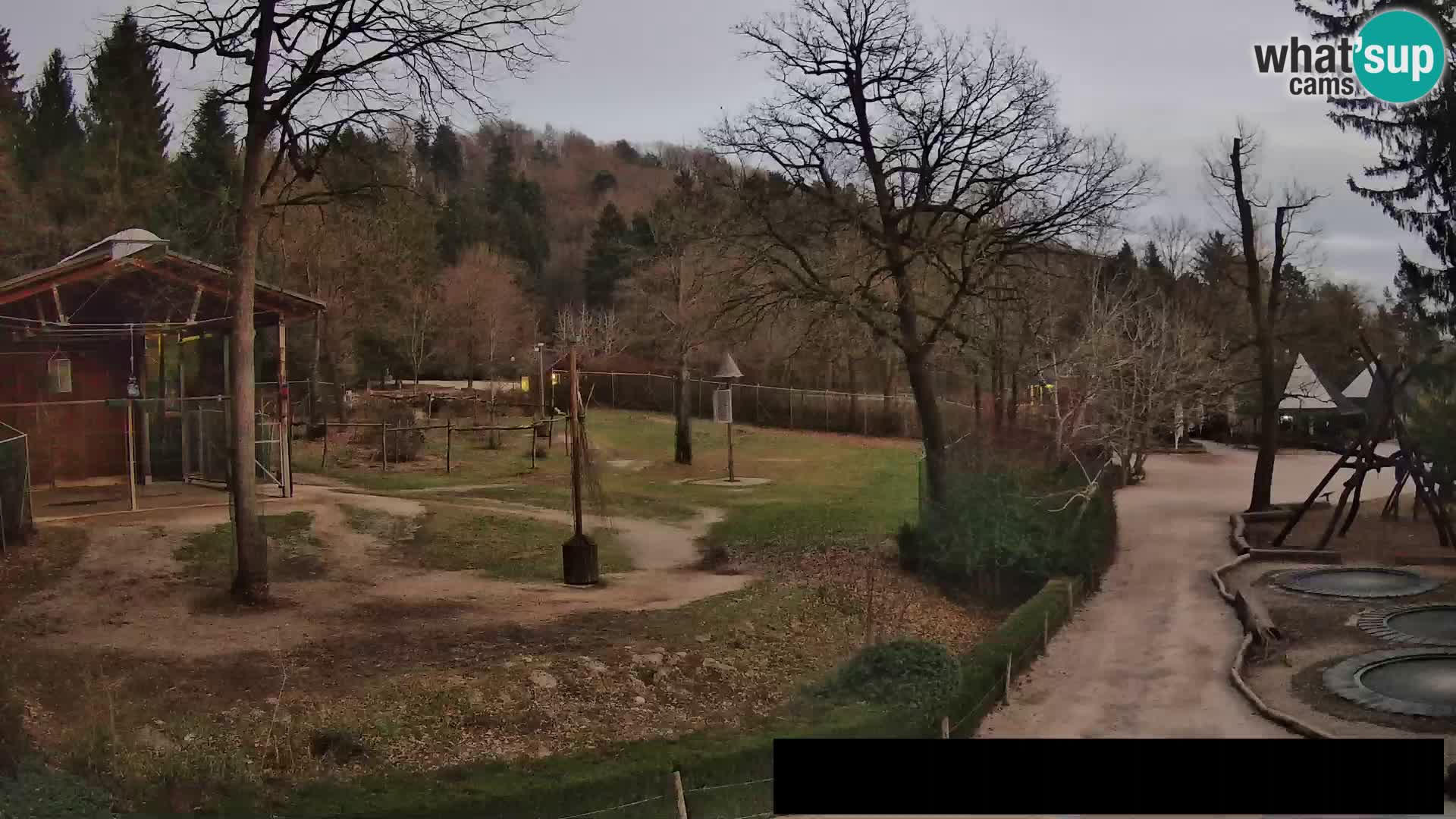 Webcam Zoo Ljubljana – Giraffes