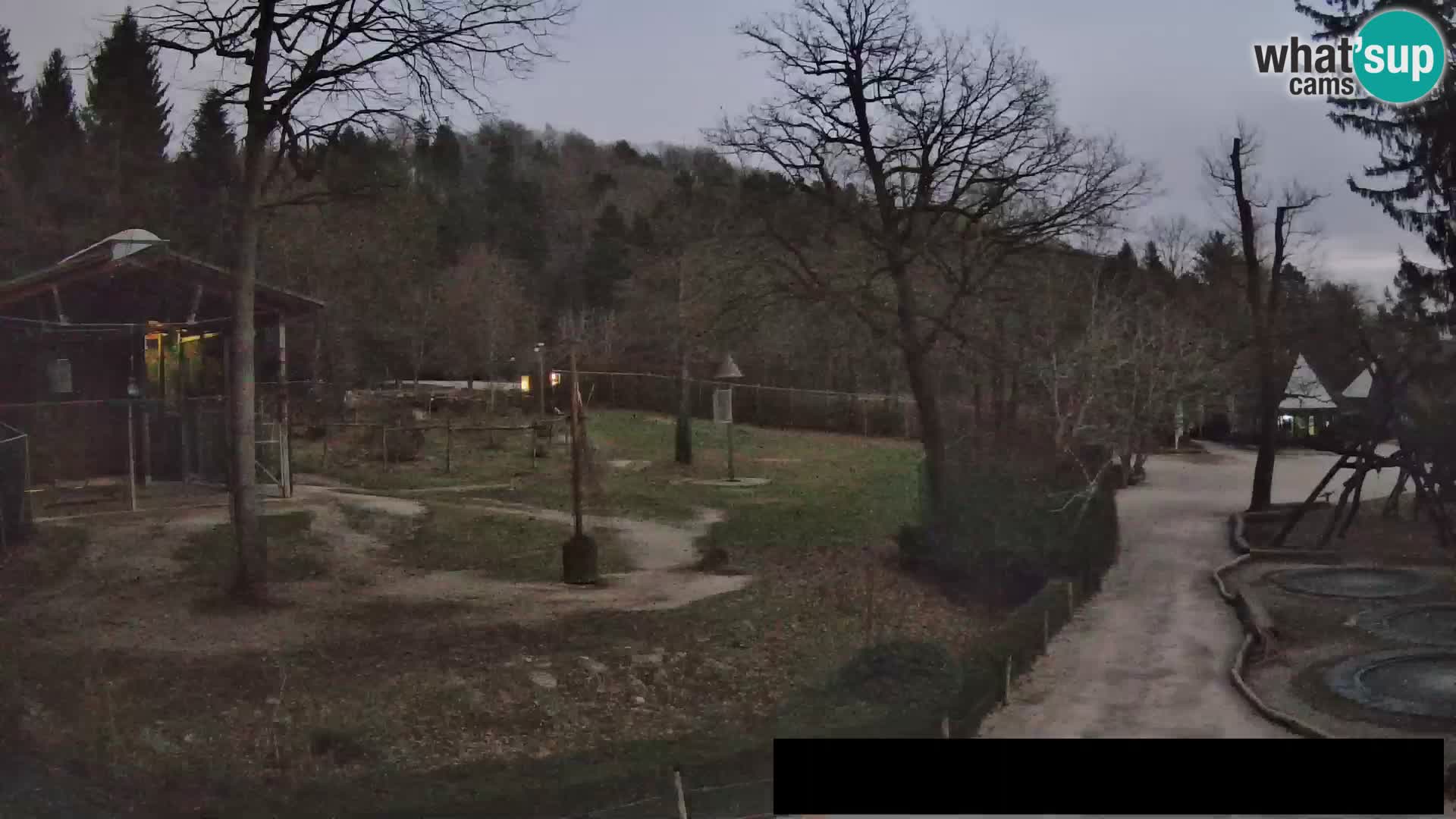 Webcam Zoo Ljubljana – Giraffes