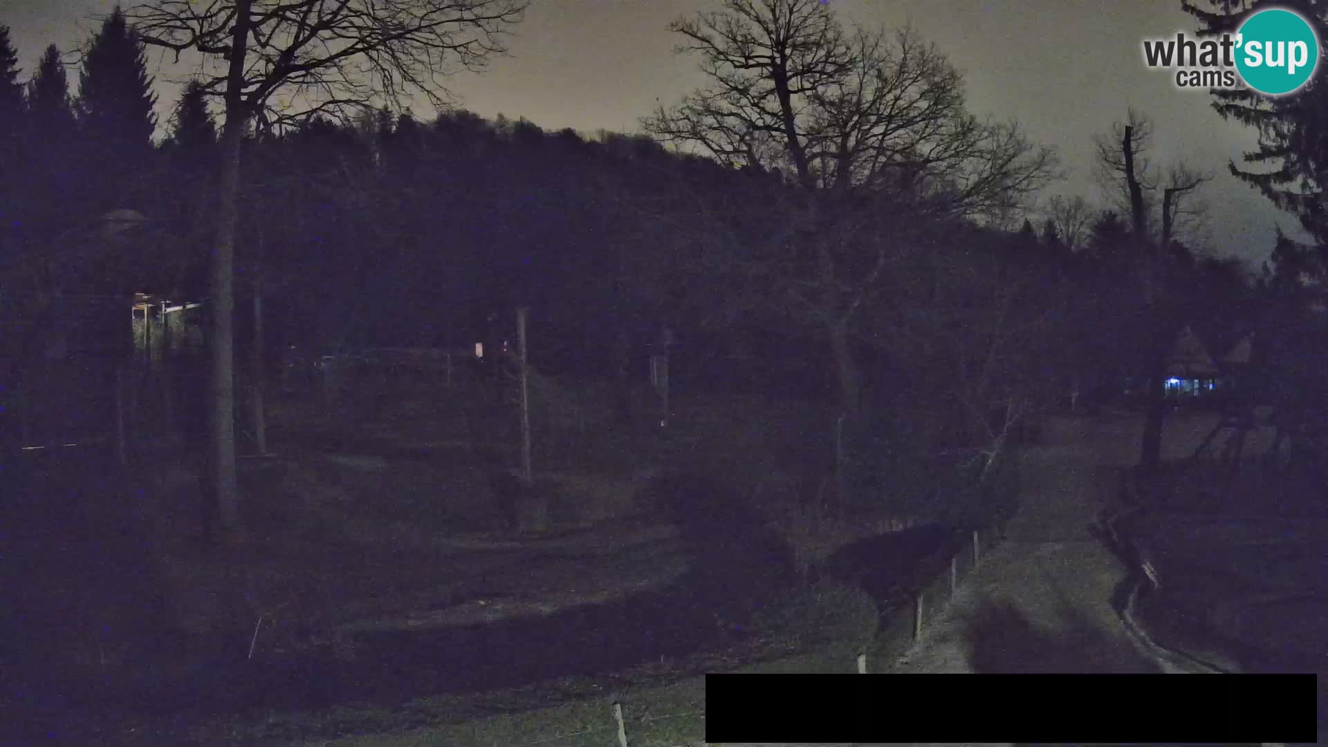 Webcam Zoo Ljubljana – Giraffes