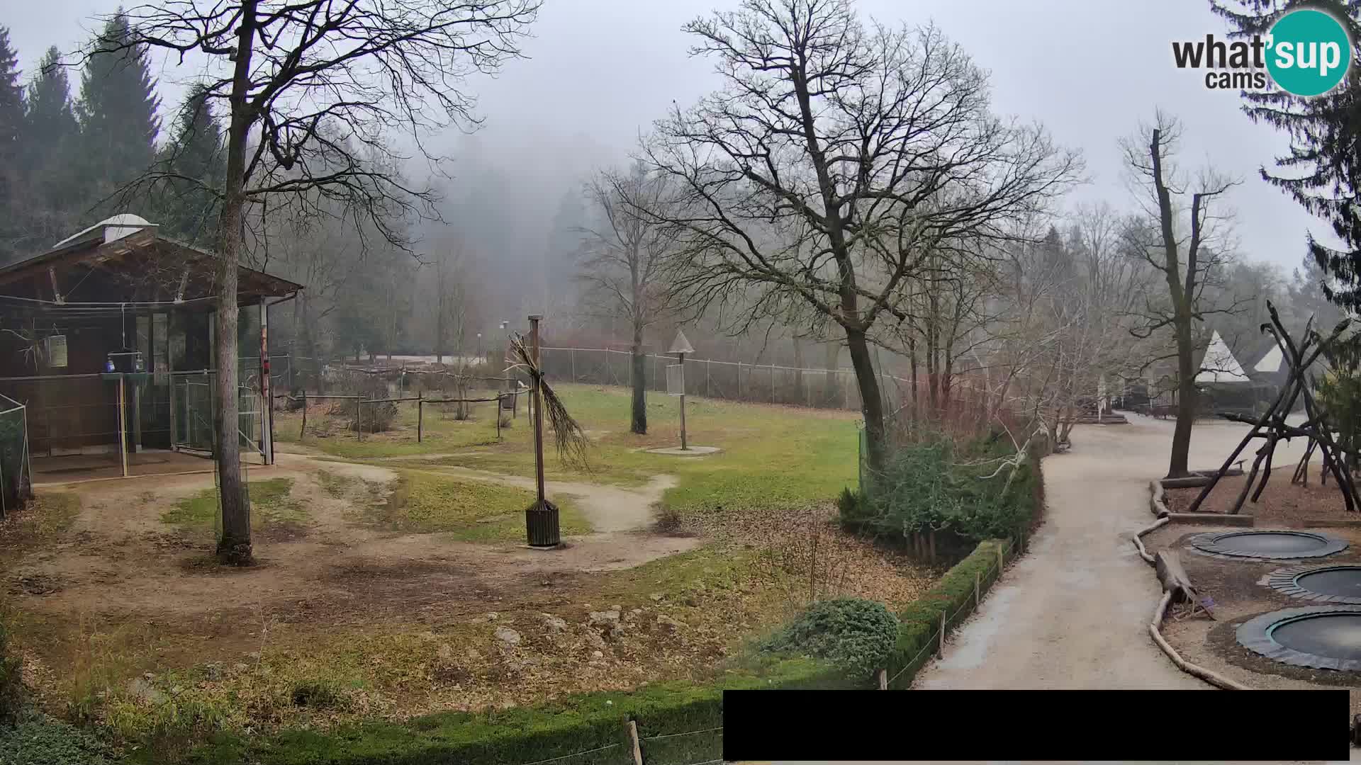 Webcam Zoo Ljubljana – Giraffes