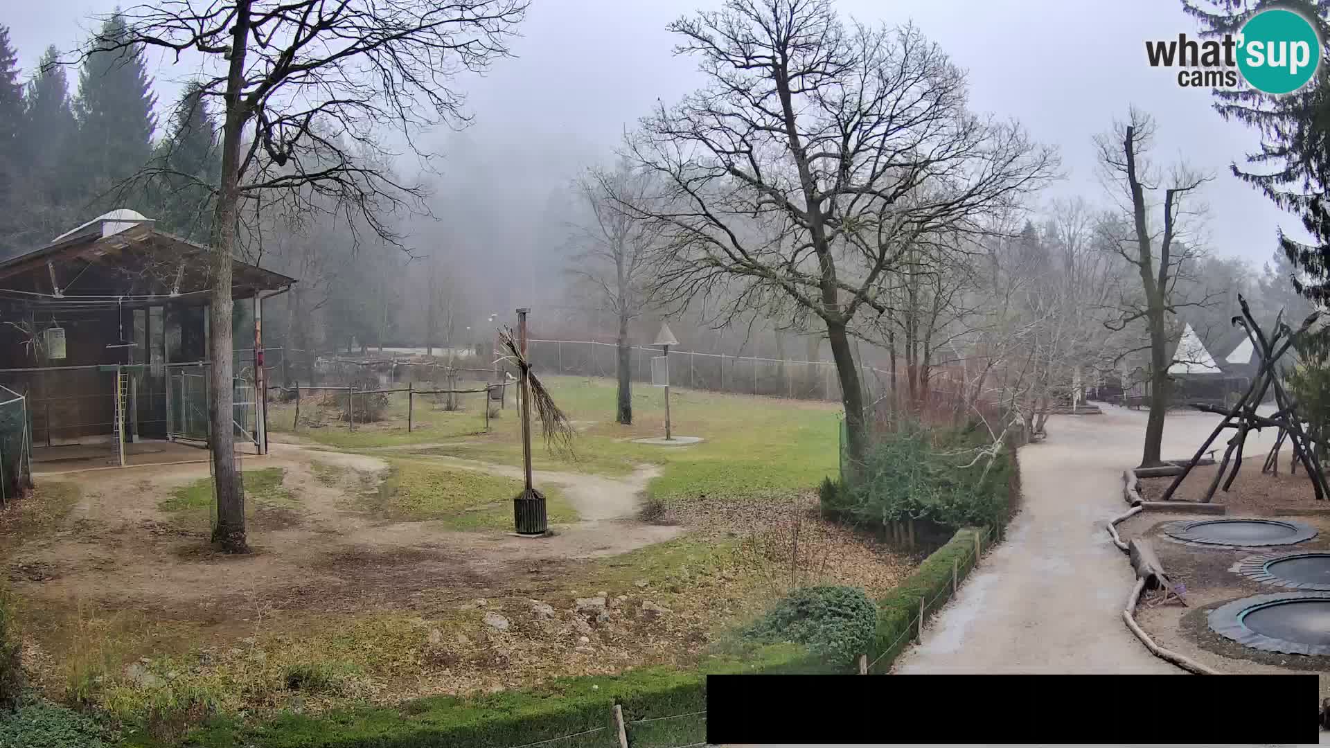 Webcam Zoo Ljubljana – Giraffes