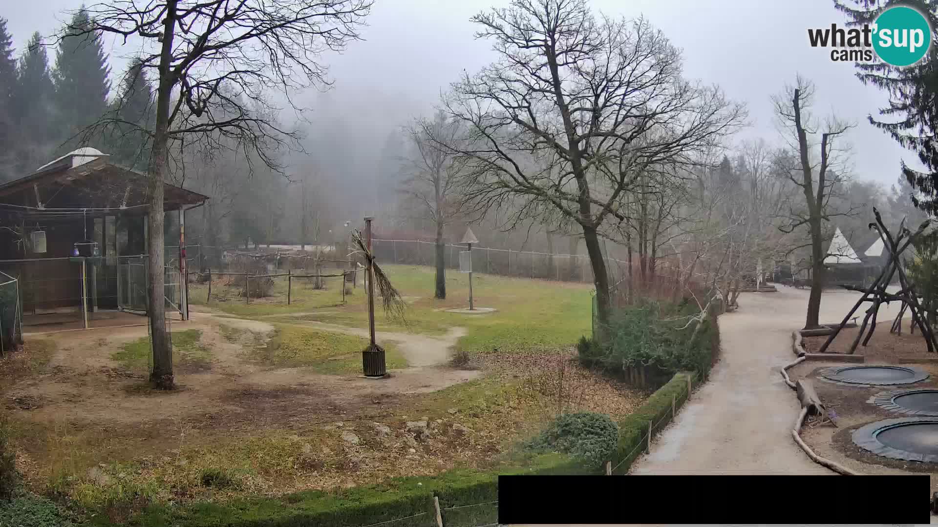 Webcam live Zoo Lubiana – Giraffe