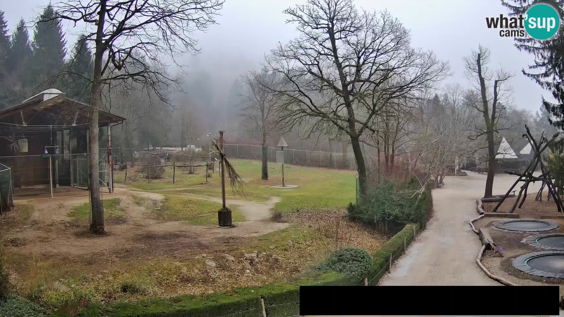 Webcam Zoo Ljubljana – Giraffes