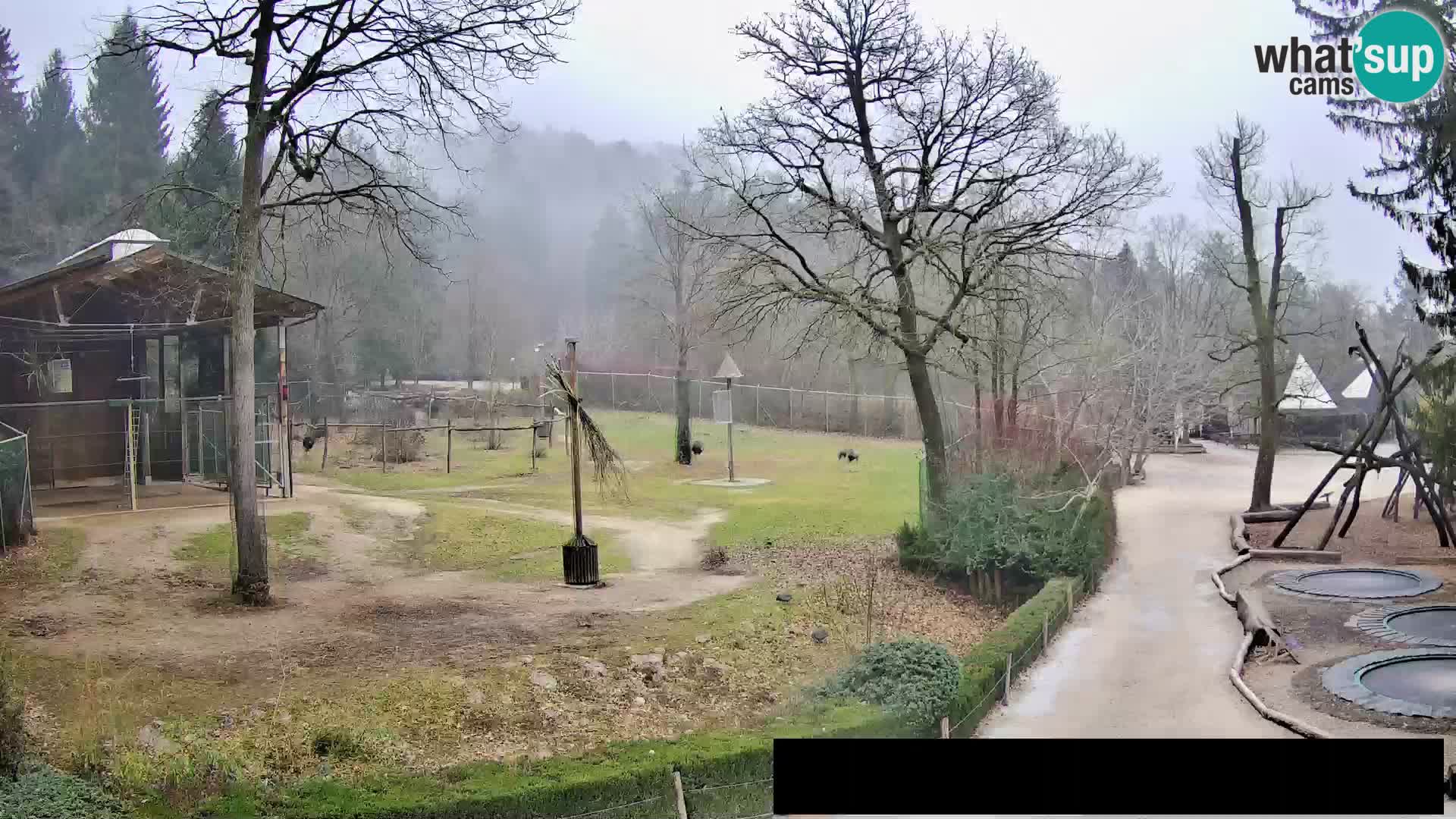 Webcam Zoo Ljubljana – Giraffes