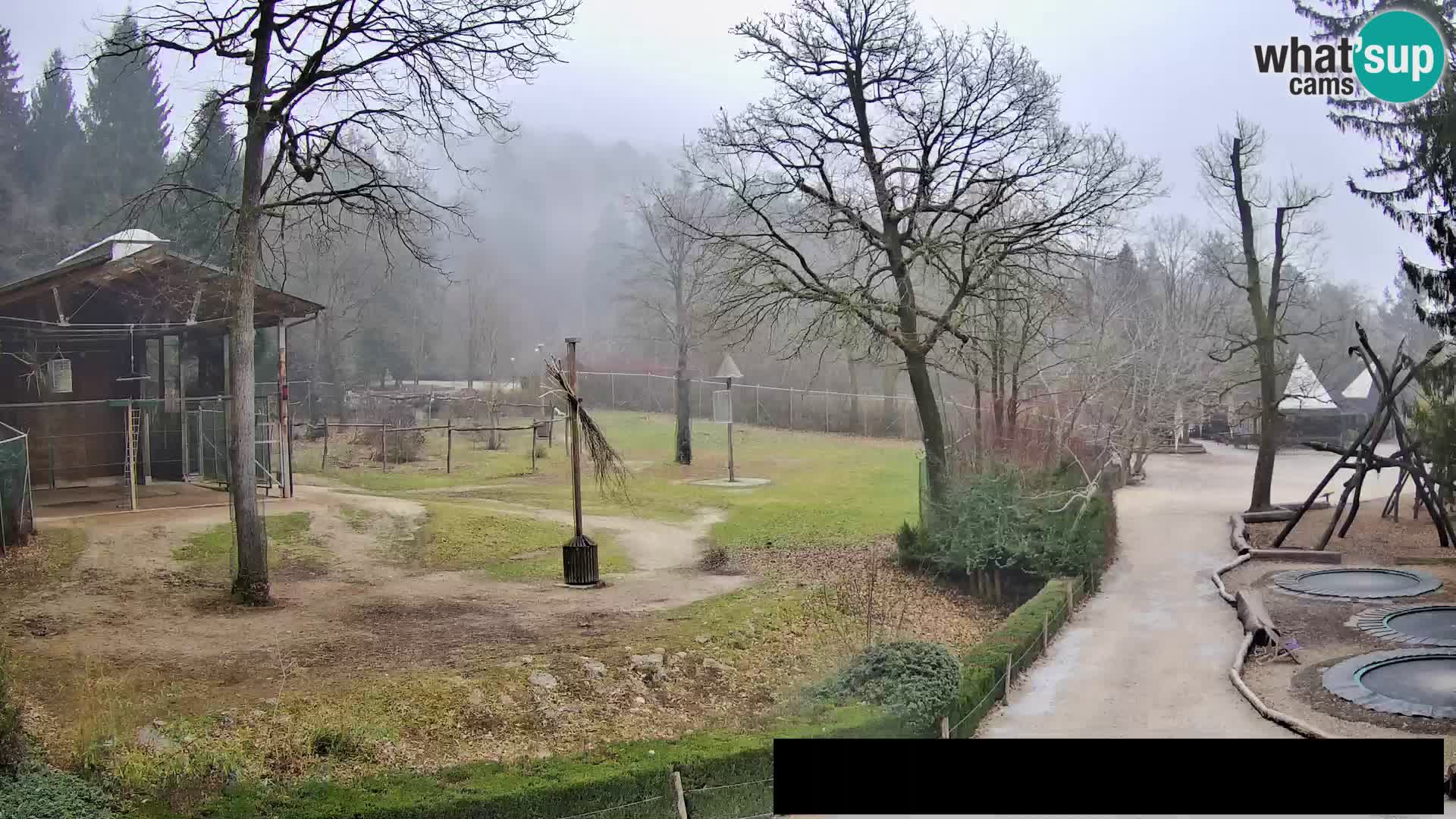 Webcam live Zoo Lubiana – Giraffe