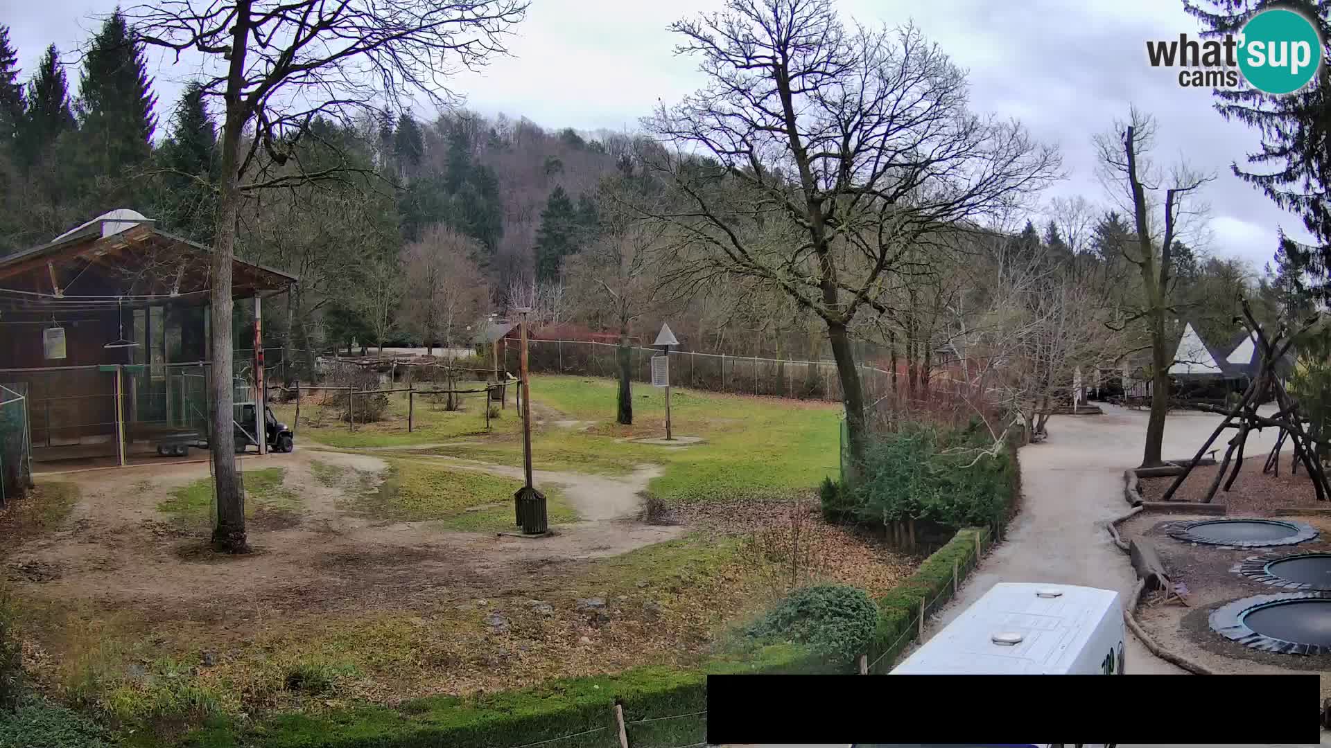 Webcam Zoo Ljubljana – Giraffes